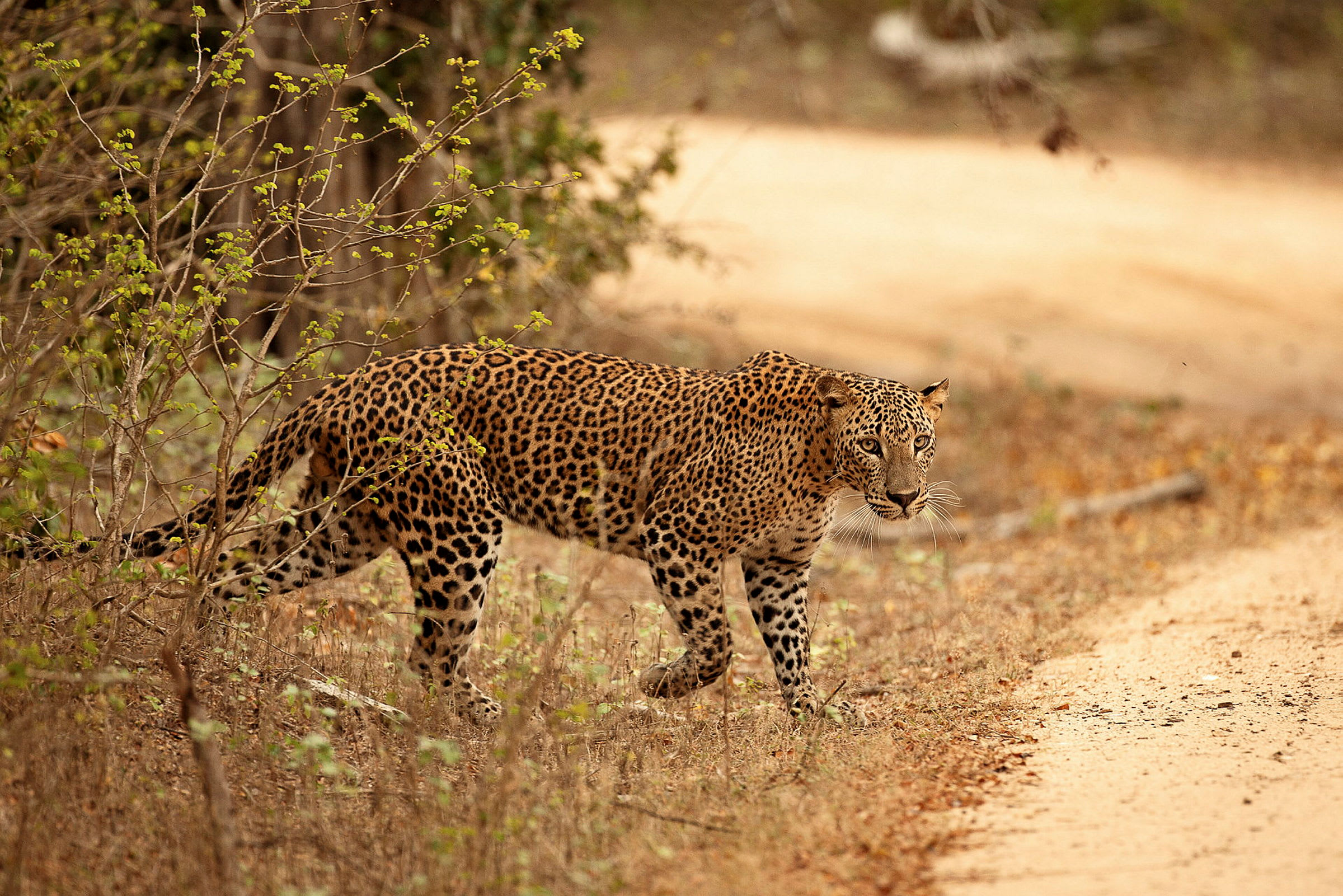 En leopard går bredvid en sandväg i en skog. (AI-genererad text)