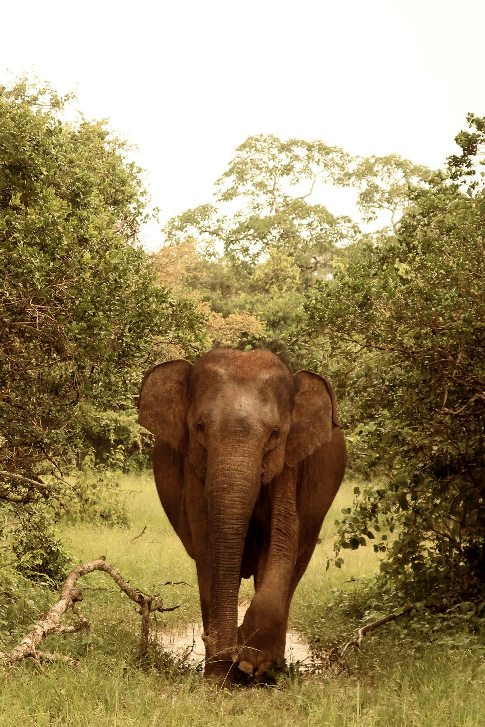 En elefant står på en gräsbevuxen plats omgiven av träd. (AI-genererad text)