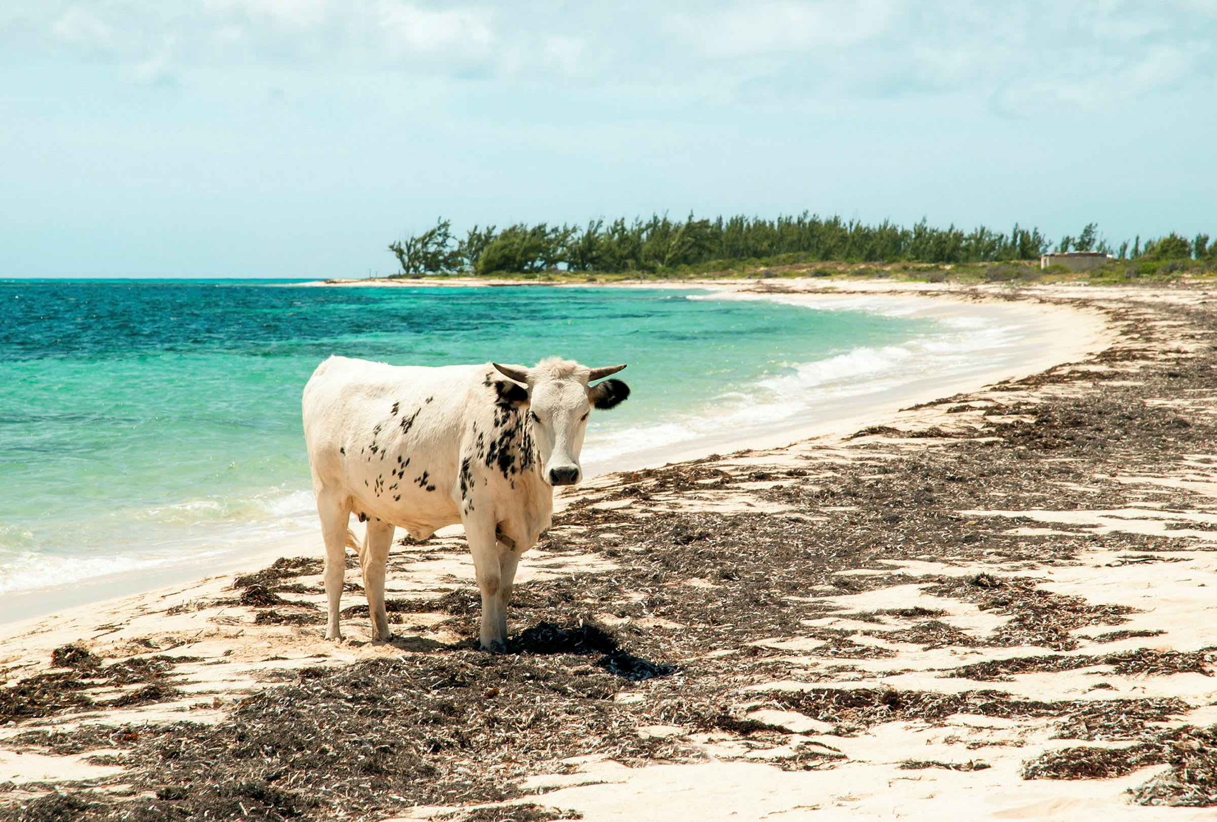 En ko står på en sandstrand nära havet. (AI-genererad text)