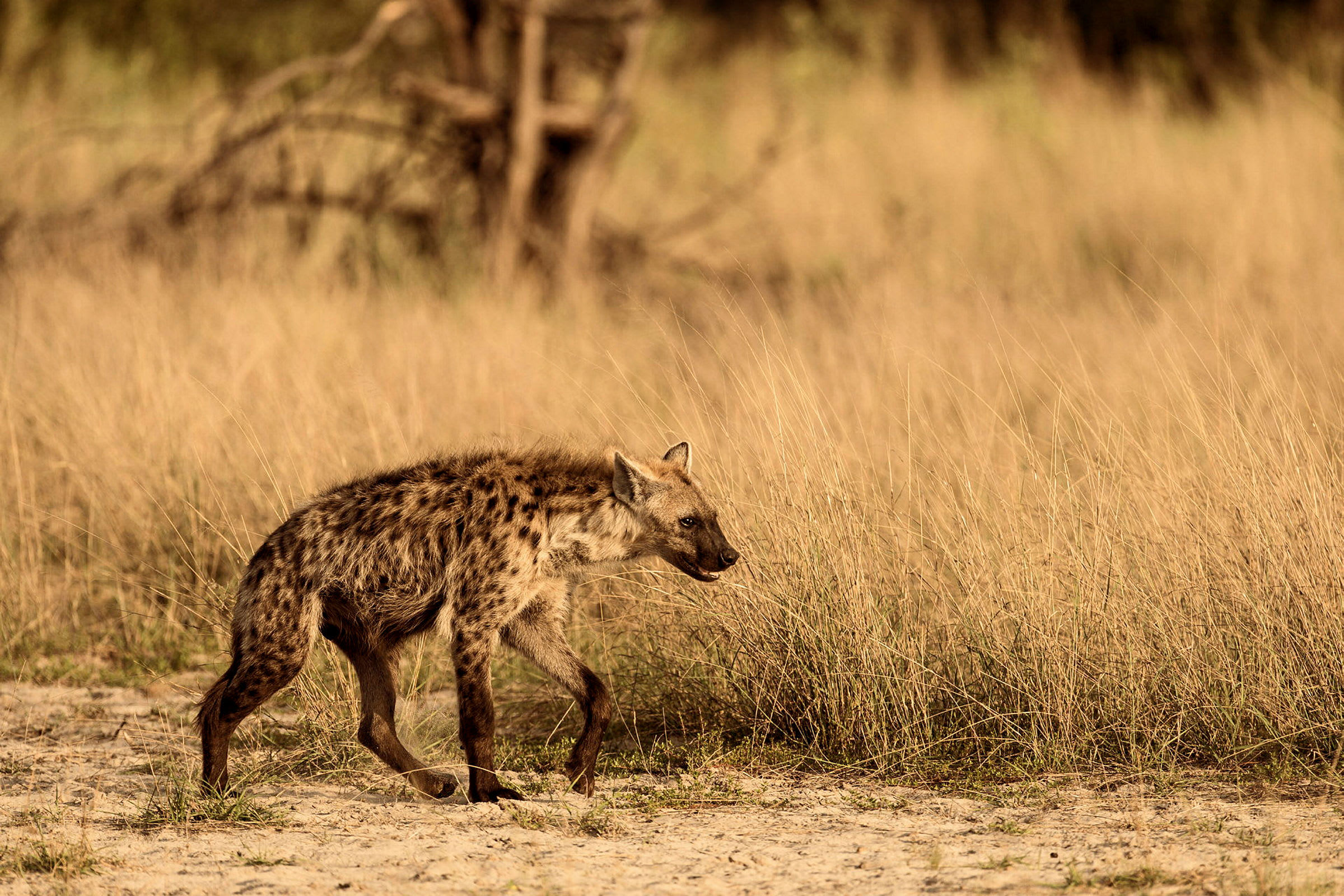 En fläckig hyena på en gräsbevuxen slätt. (AI-genererad text)