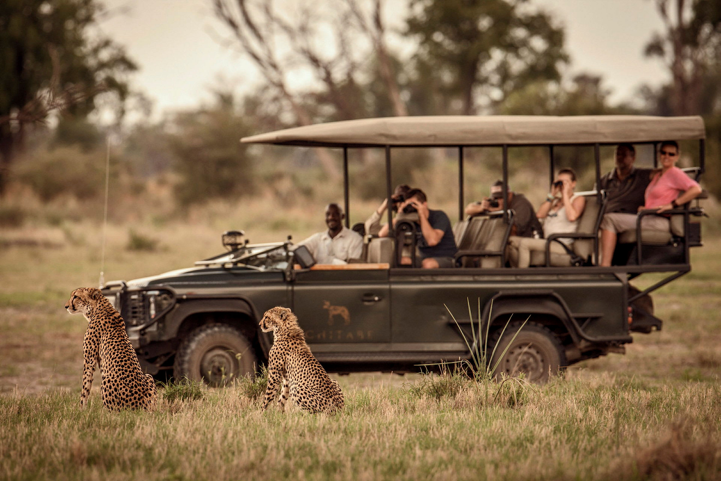 Två geparder betraktar en safari-jeep med fotograferande turister på en gräsbeväxt savann. (AI-genererad text)