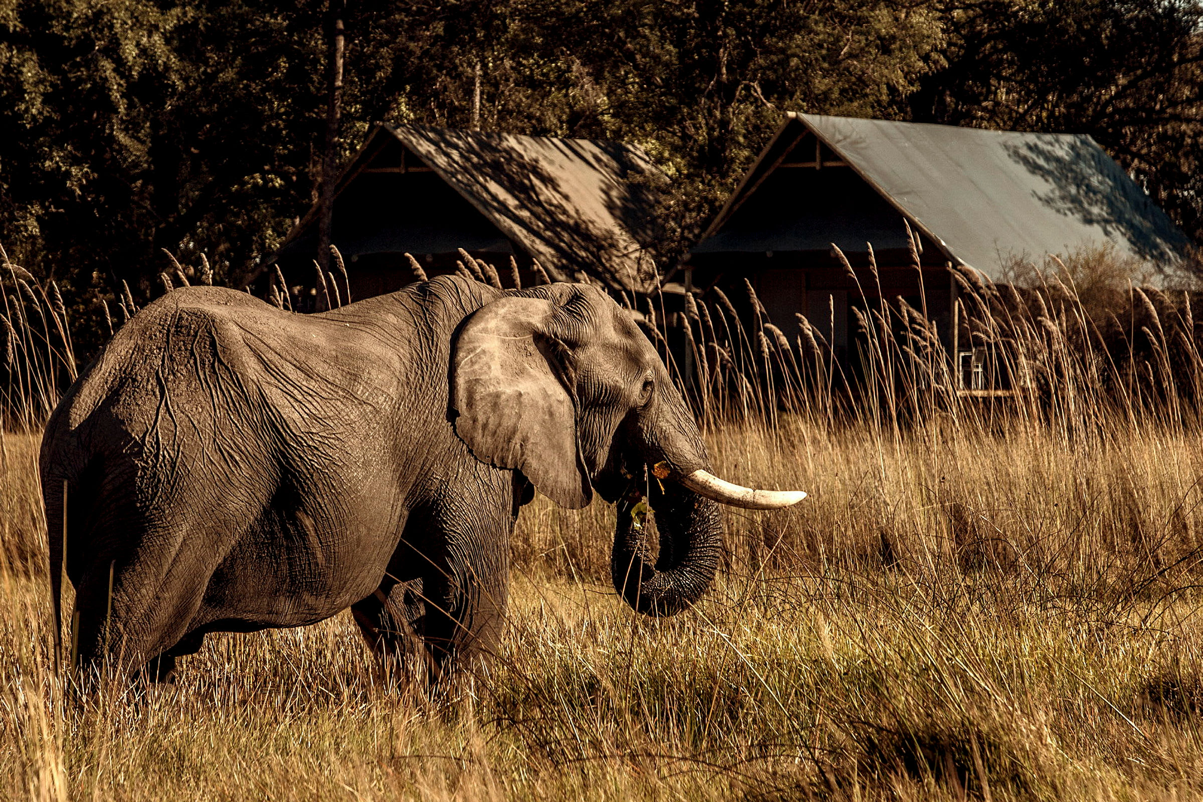 En elefant står på ett gräsfält med hyddor i bakgrunden. (AI-genererad text)