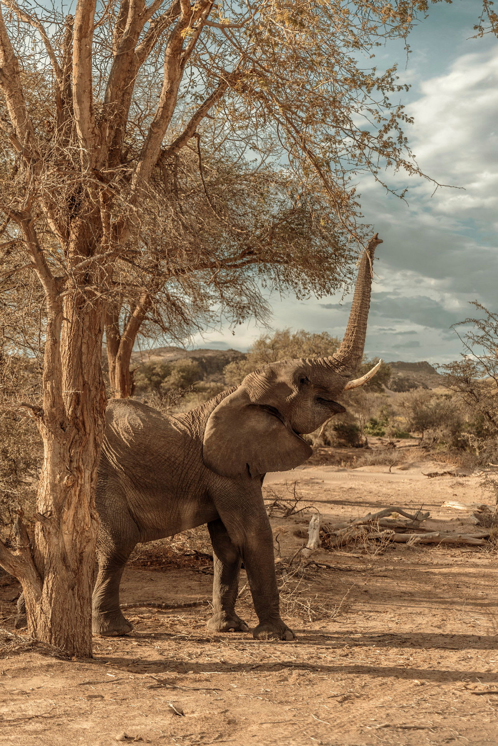 En elefant står vid ett träd i ett torrt landskap. (AI-genererad text)