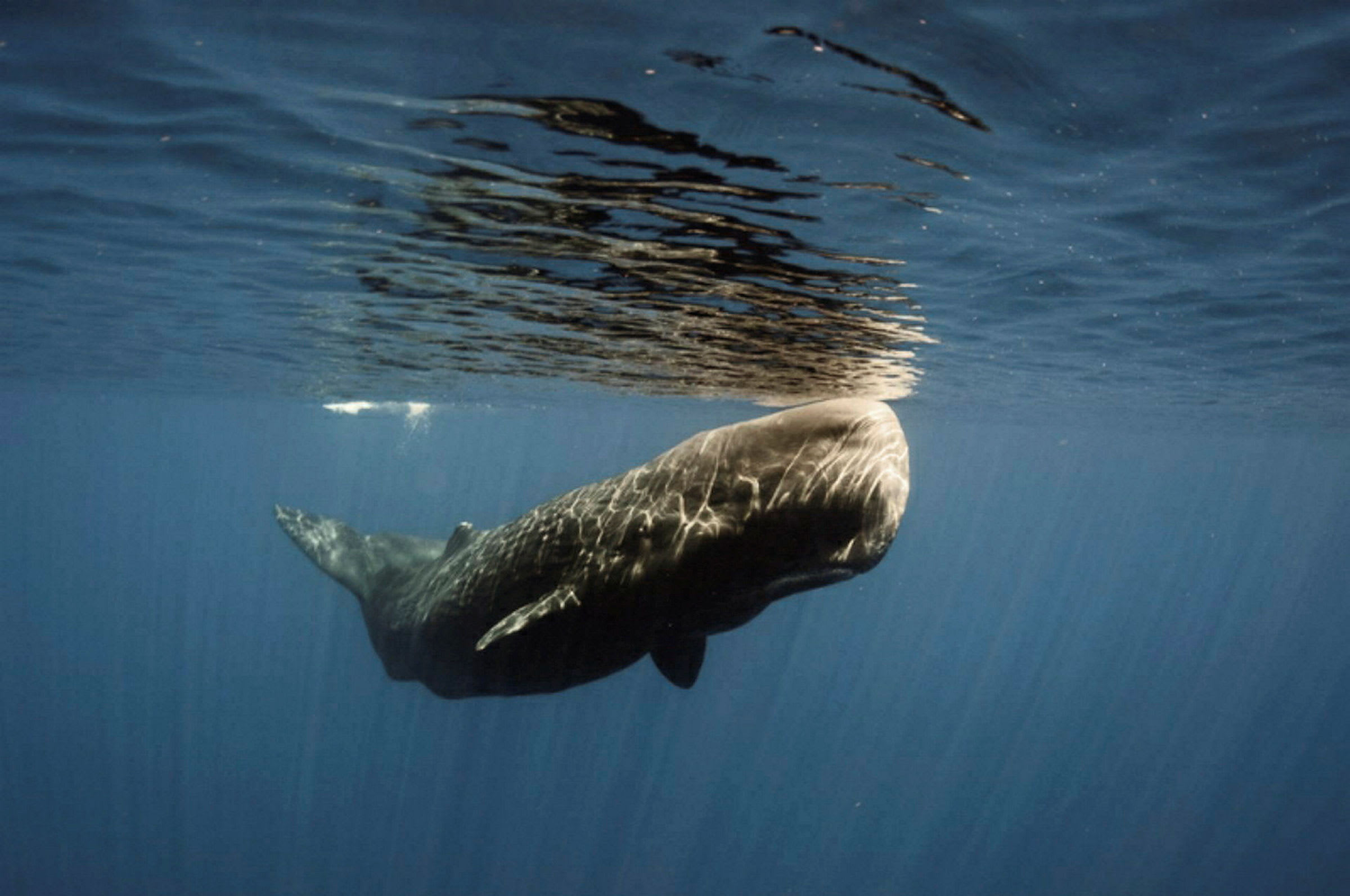 Kaskelot