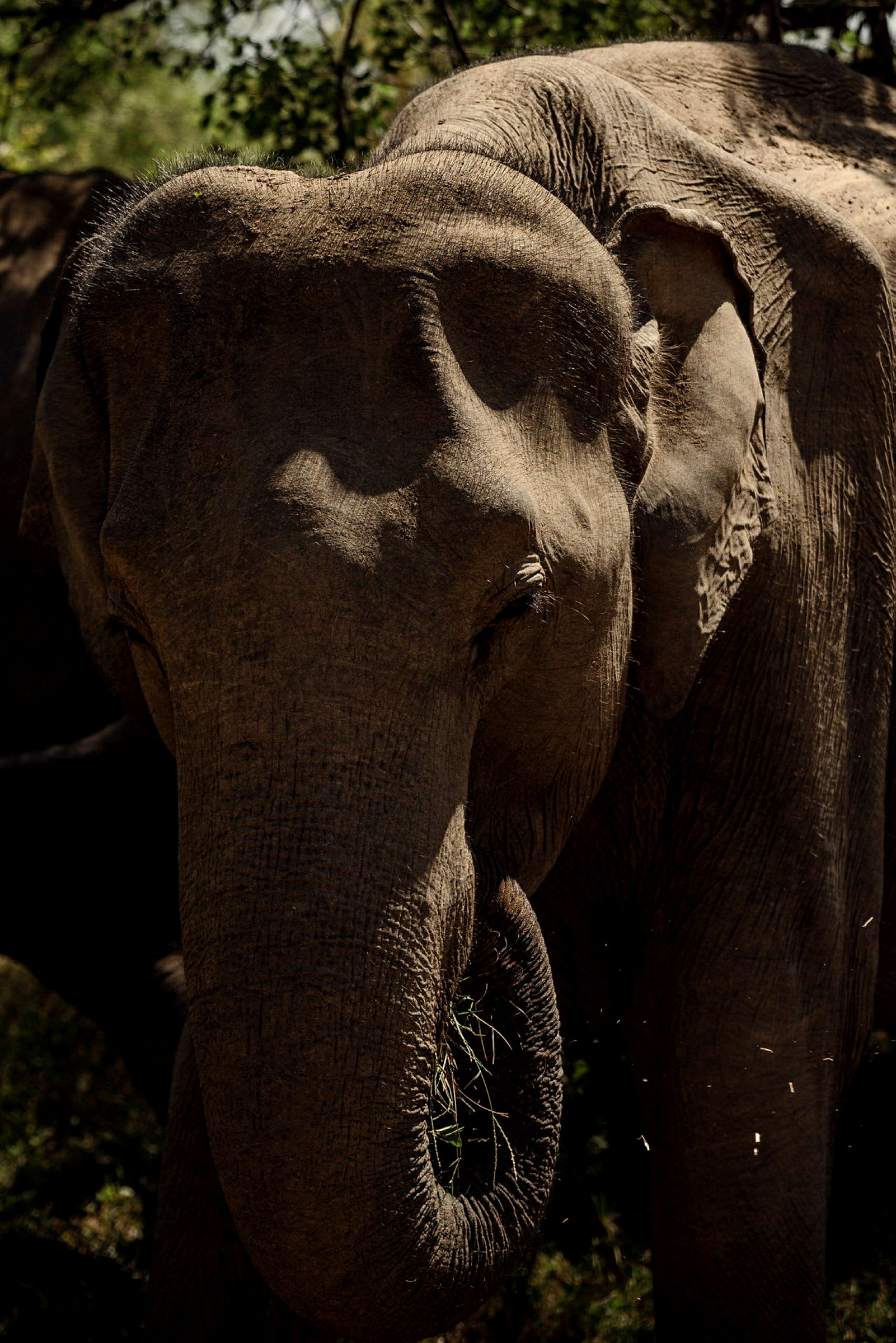 Udawalawe Elefant-safari
