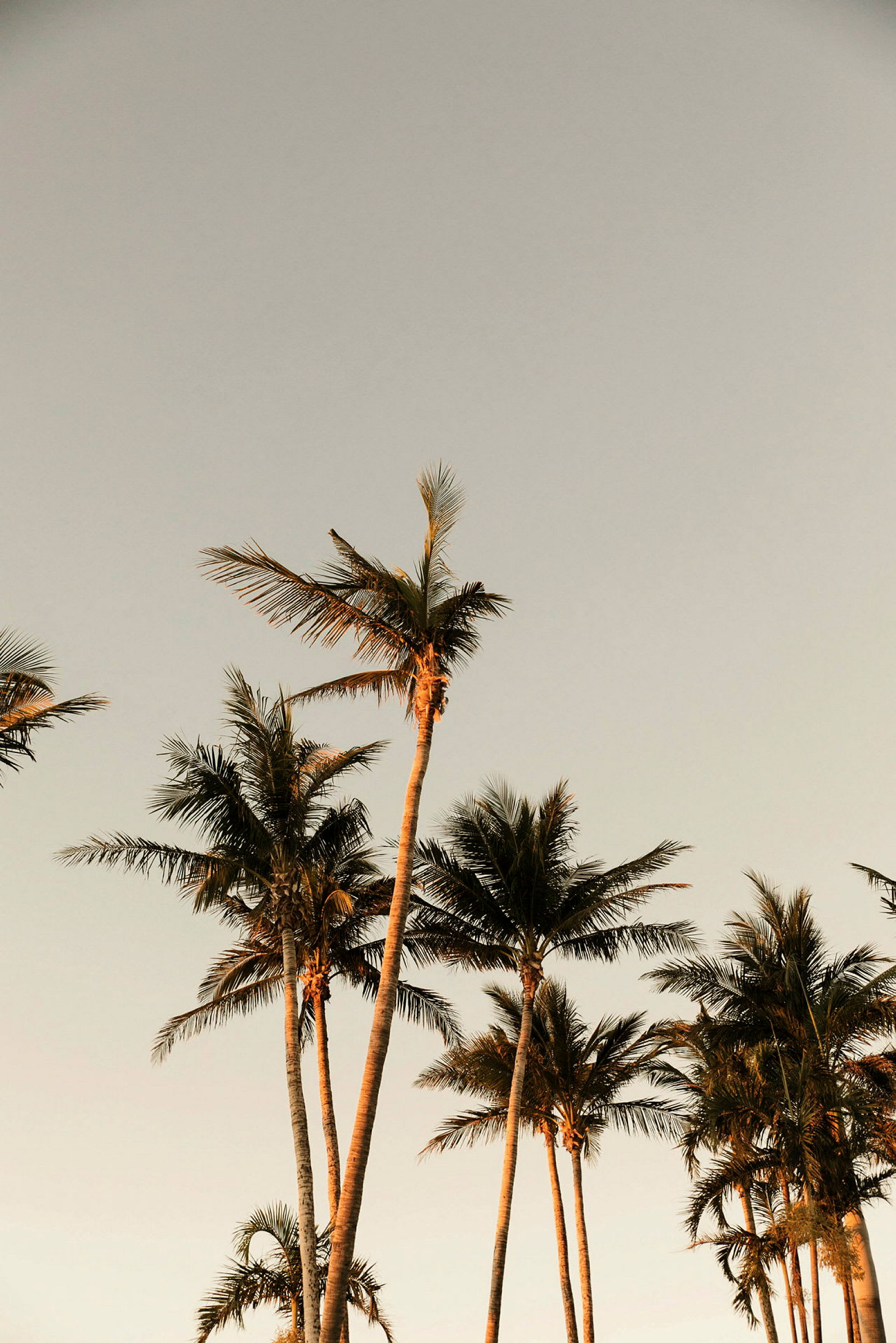 Höga palmträd under en klar himmel. (AI-genererad text)