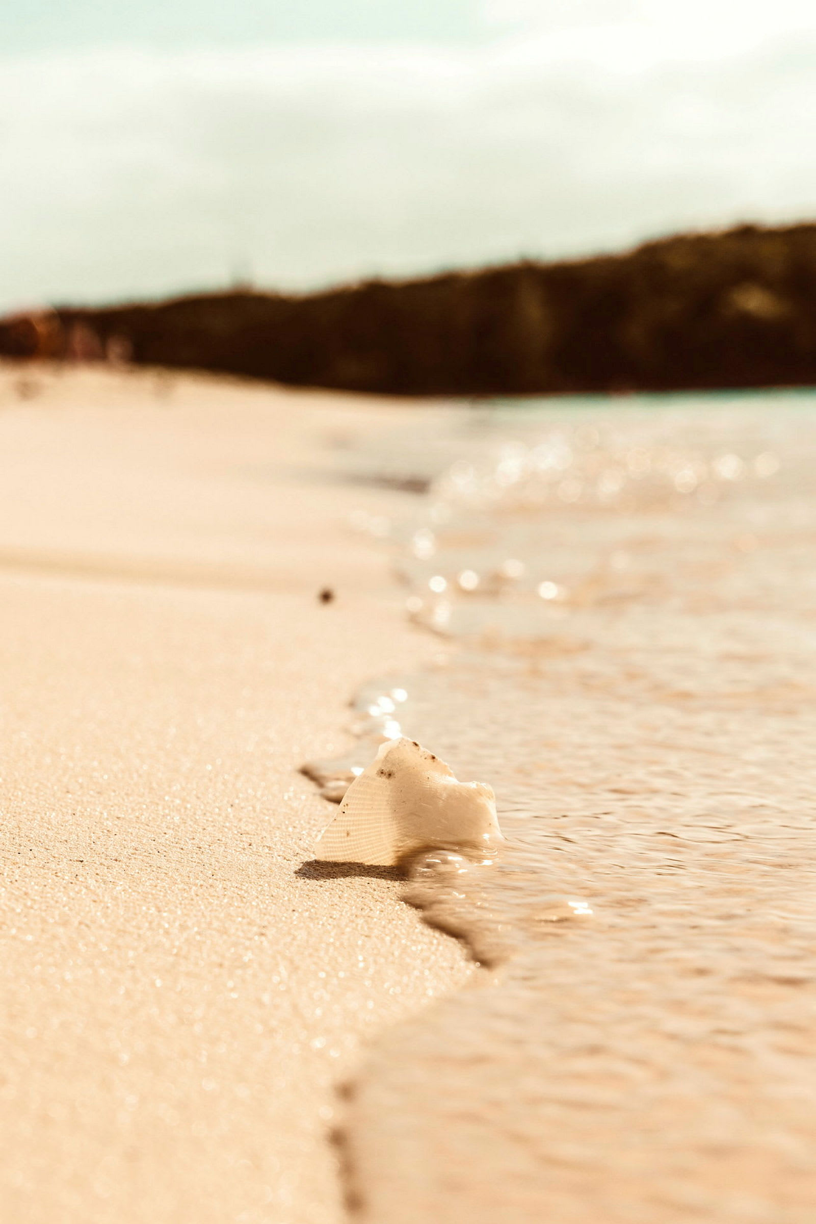 Snäckskal på en strandkant.  (AI-genererad text)
