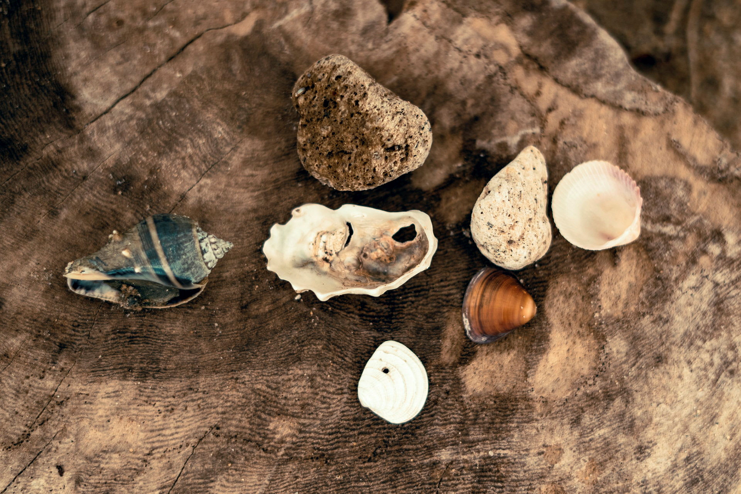 Flera olika snäckskal och stenar ligger på en träyta. (AI-genererad text)