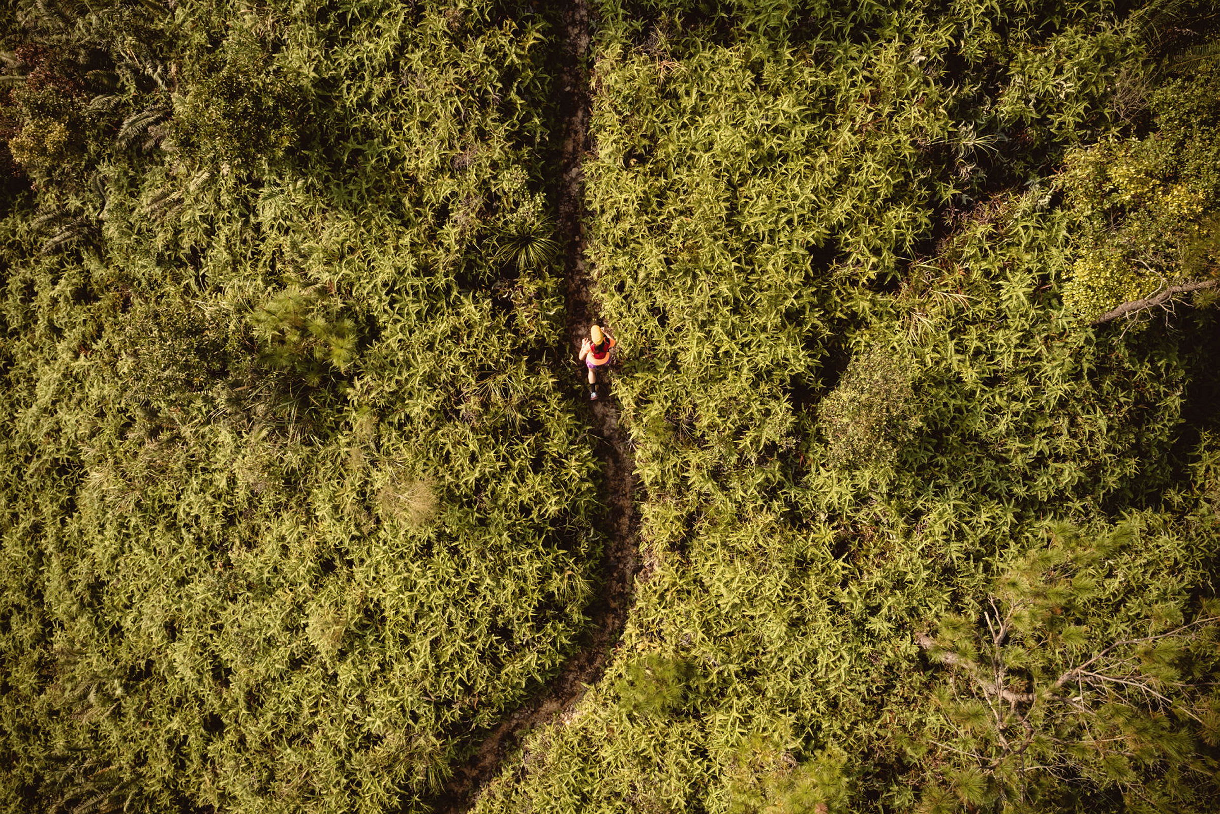 Person på en stig som slingrar genom tät vegetation, sedd från ovan. (AI-genererad text)