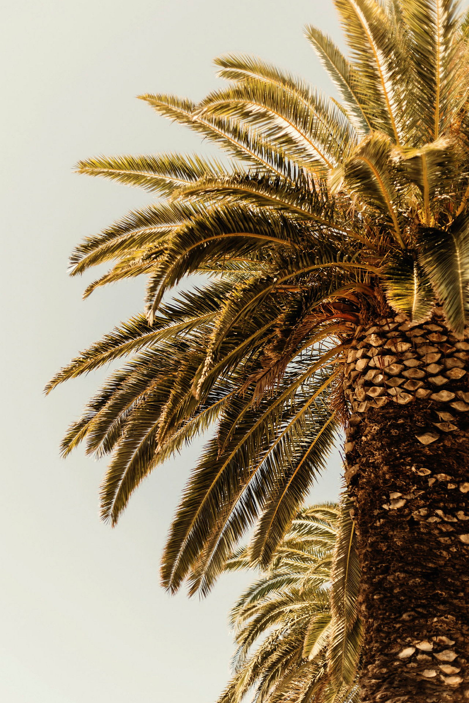 Bild av en palm med synliga blad och stam. (AI-genererad text)