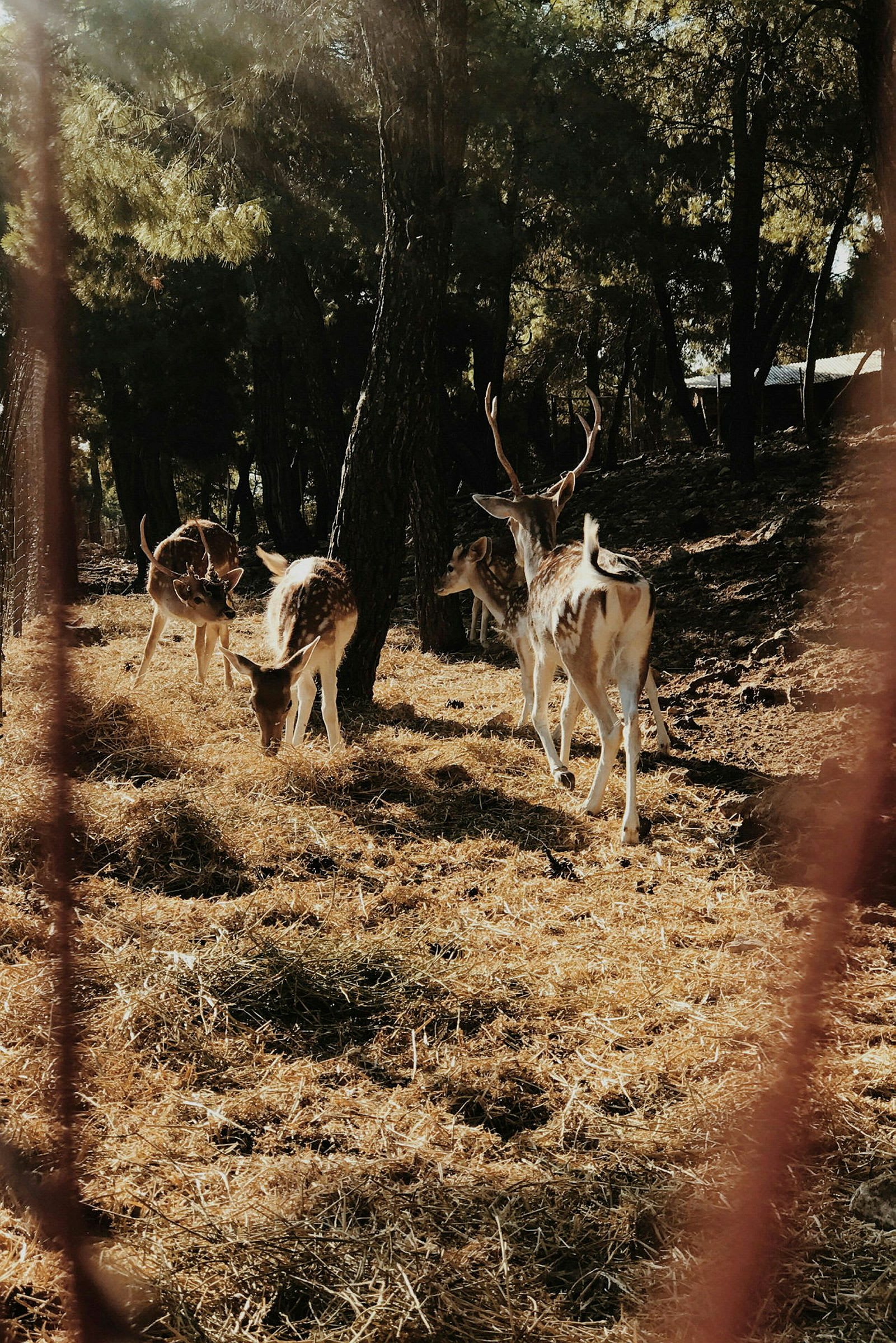 Bild av flera rådjur i en skogsmiljö. (AI-genererad text)