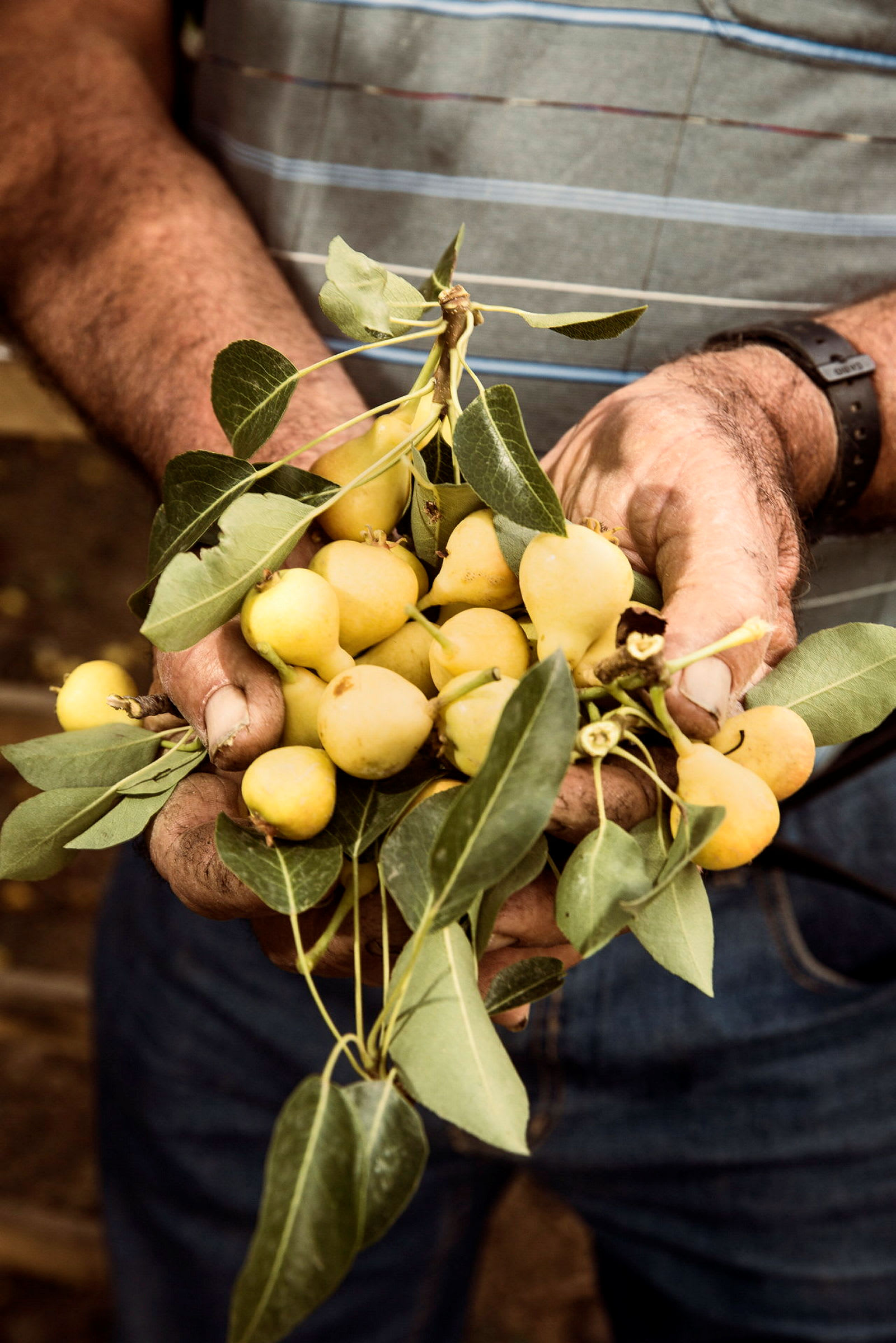 En person håller i händerna gul frukt med gröna blad. (AI-genererad text)