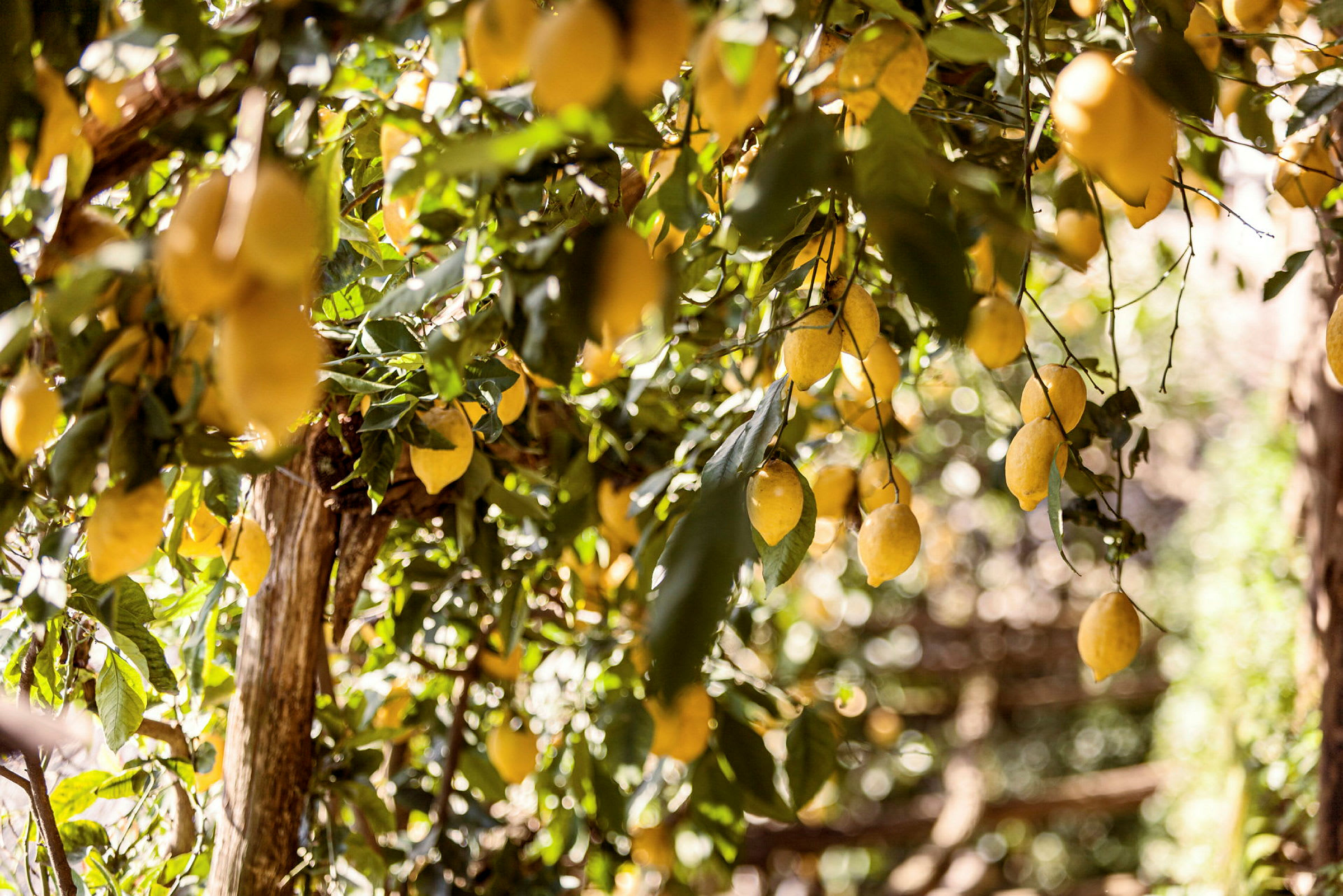 Citronträd med mogna gula frukter. (AI-genererad text)