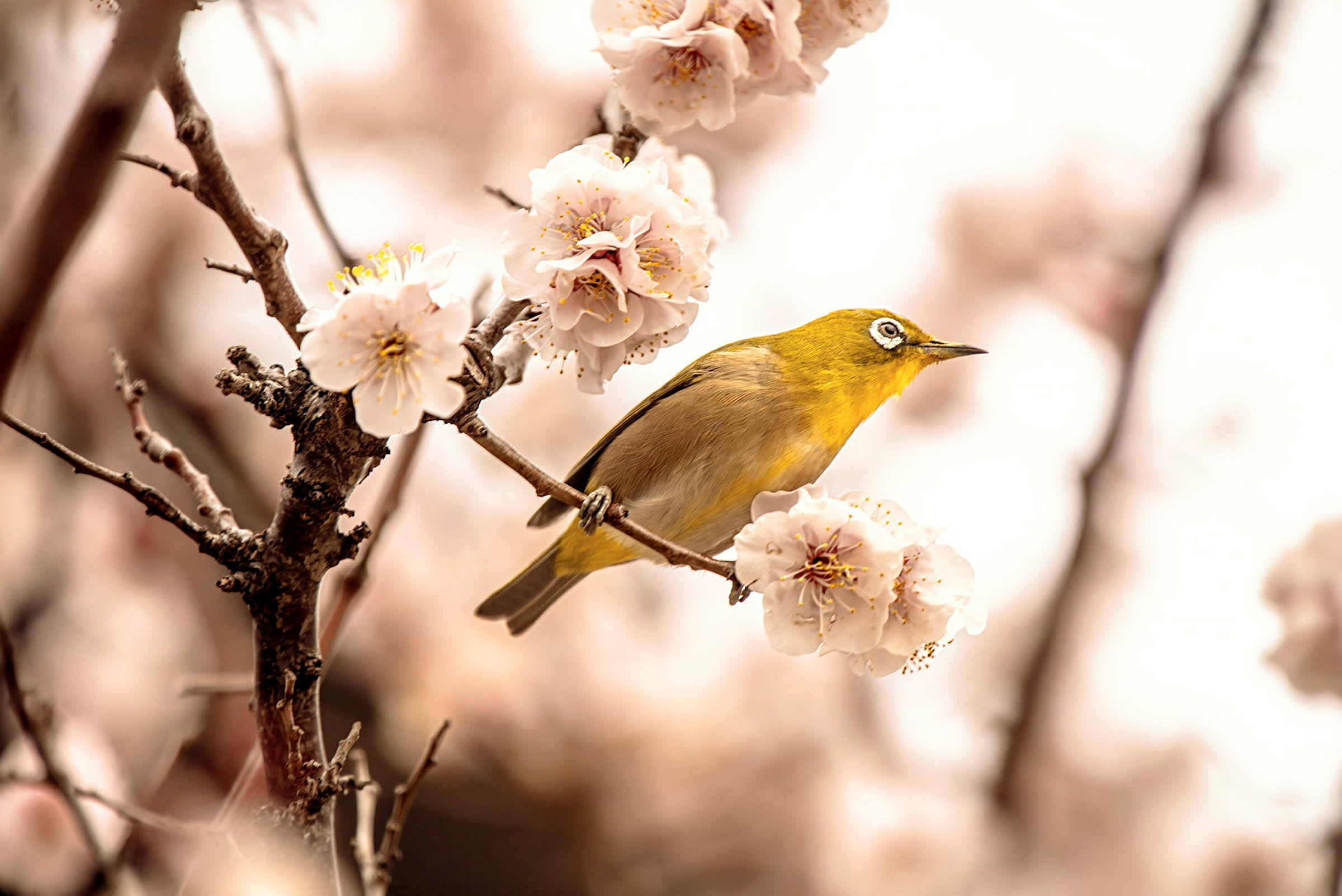 En gul fågel sitter på en blommande kvist med ljusa blommor. (AI-genererad text)