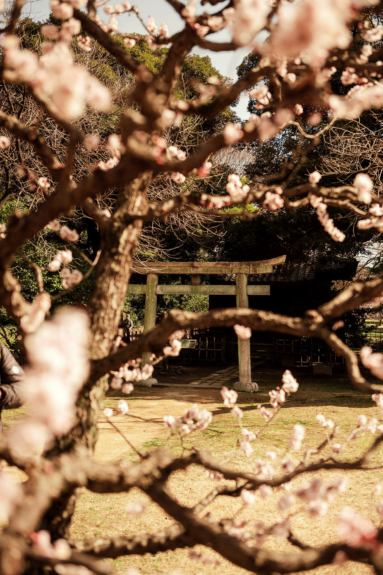 En japansk torii-port syns bakom ett blommande träd. (AI-genererad text)