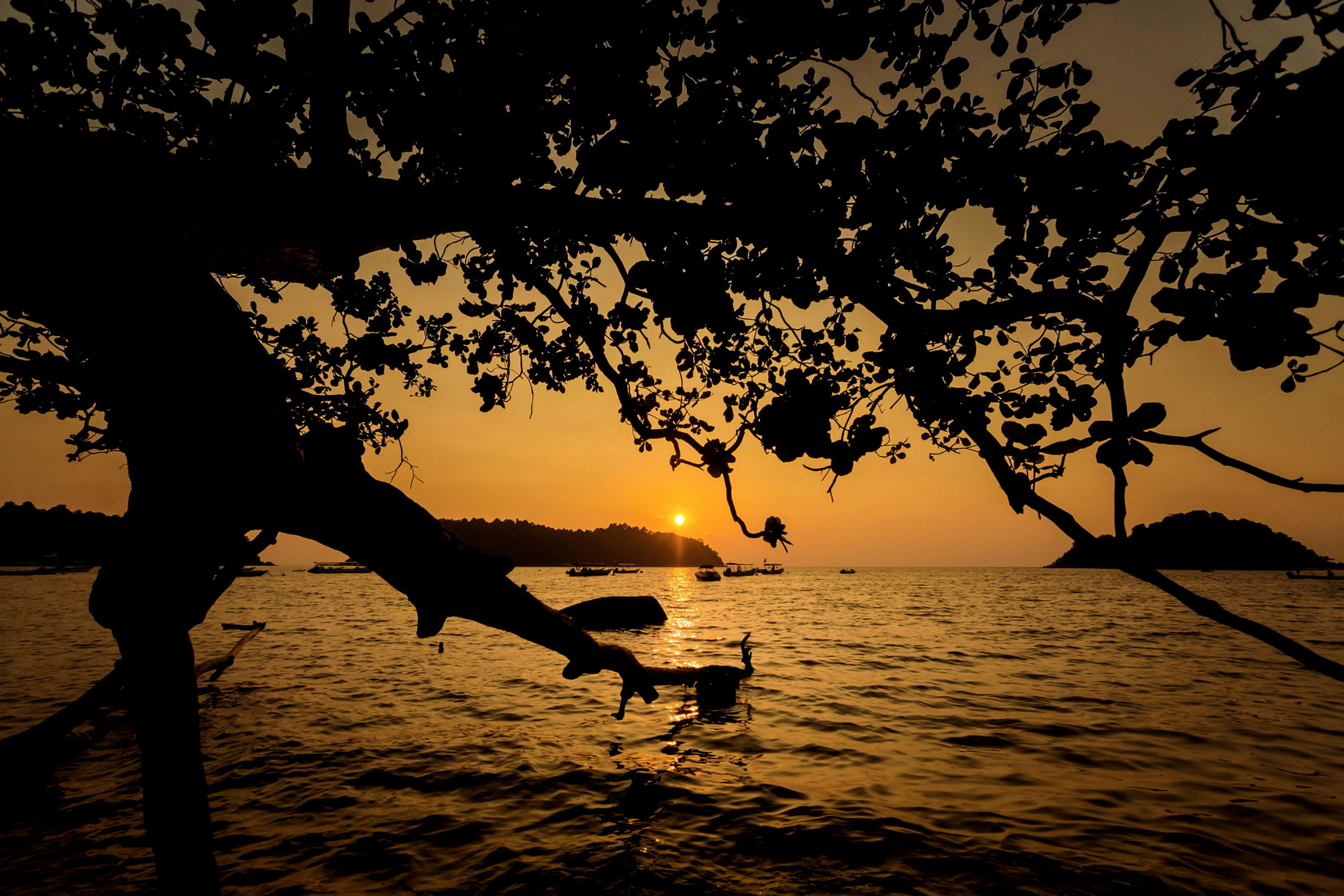 En solnedgång över havet med silhuetten av trädgrenar i förgrunden. (AI-genererad text)