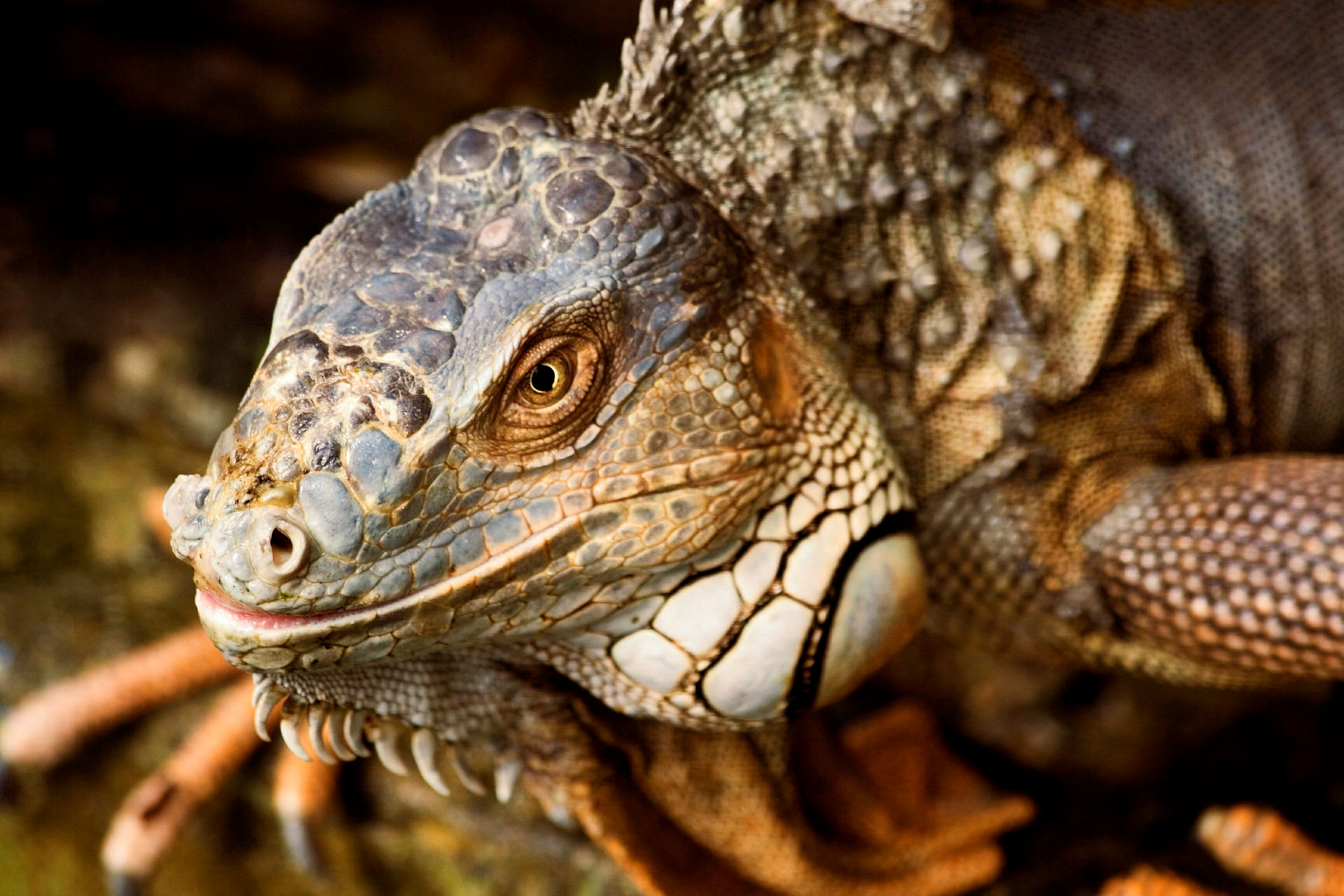 Närbild av en leguan, ett reptilsdjur med färggrann fjällbeklädnad. (AI-genererad text)