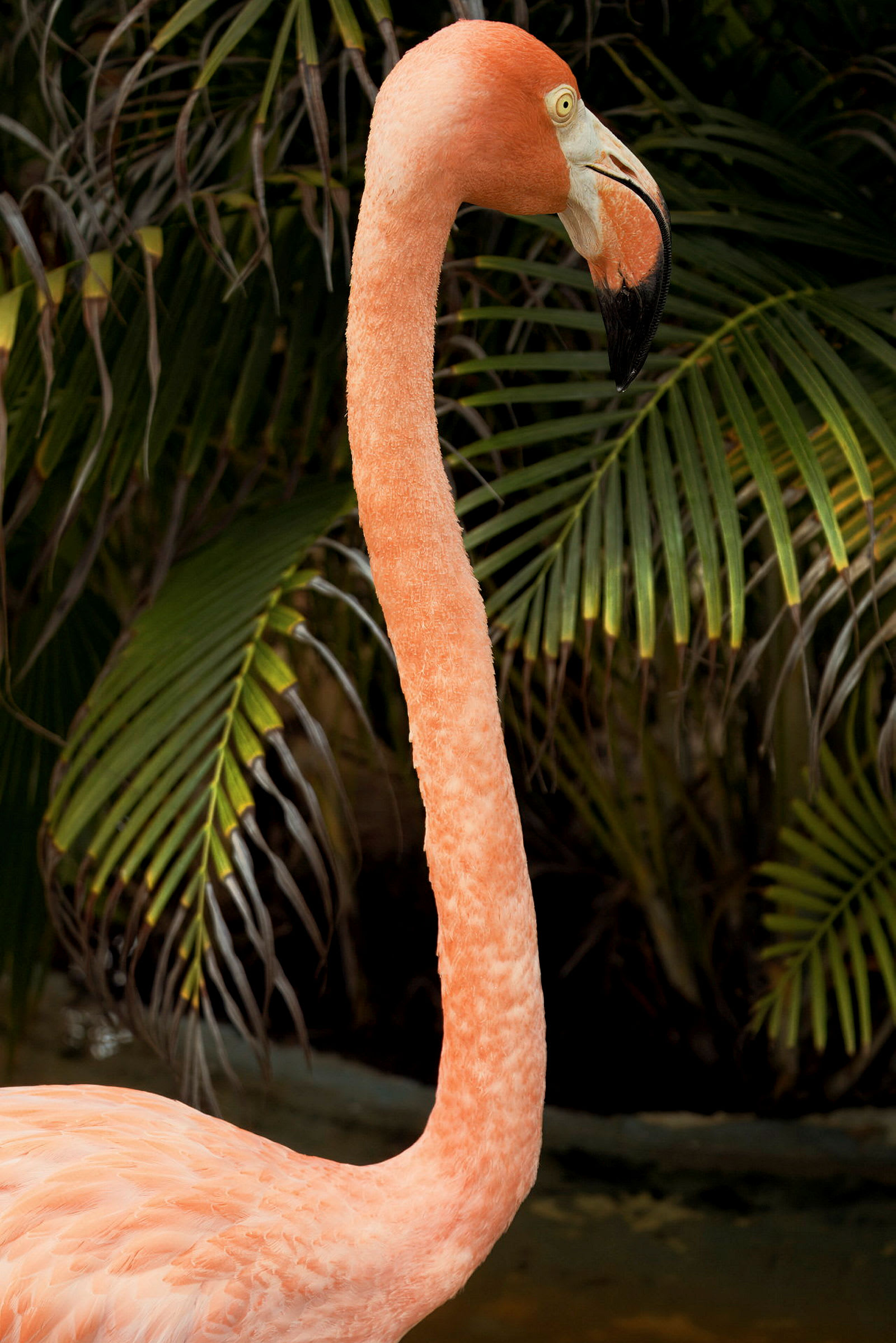 En rosa flamingo framför gröna blad. (AI-genererad text)