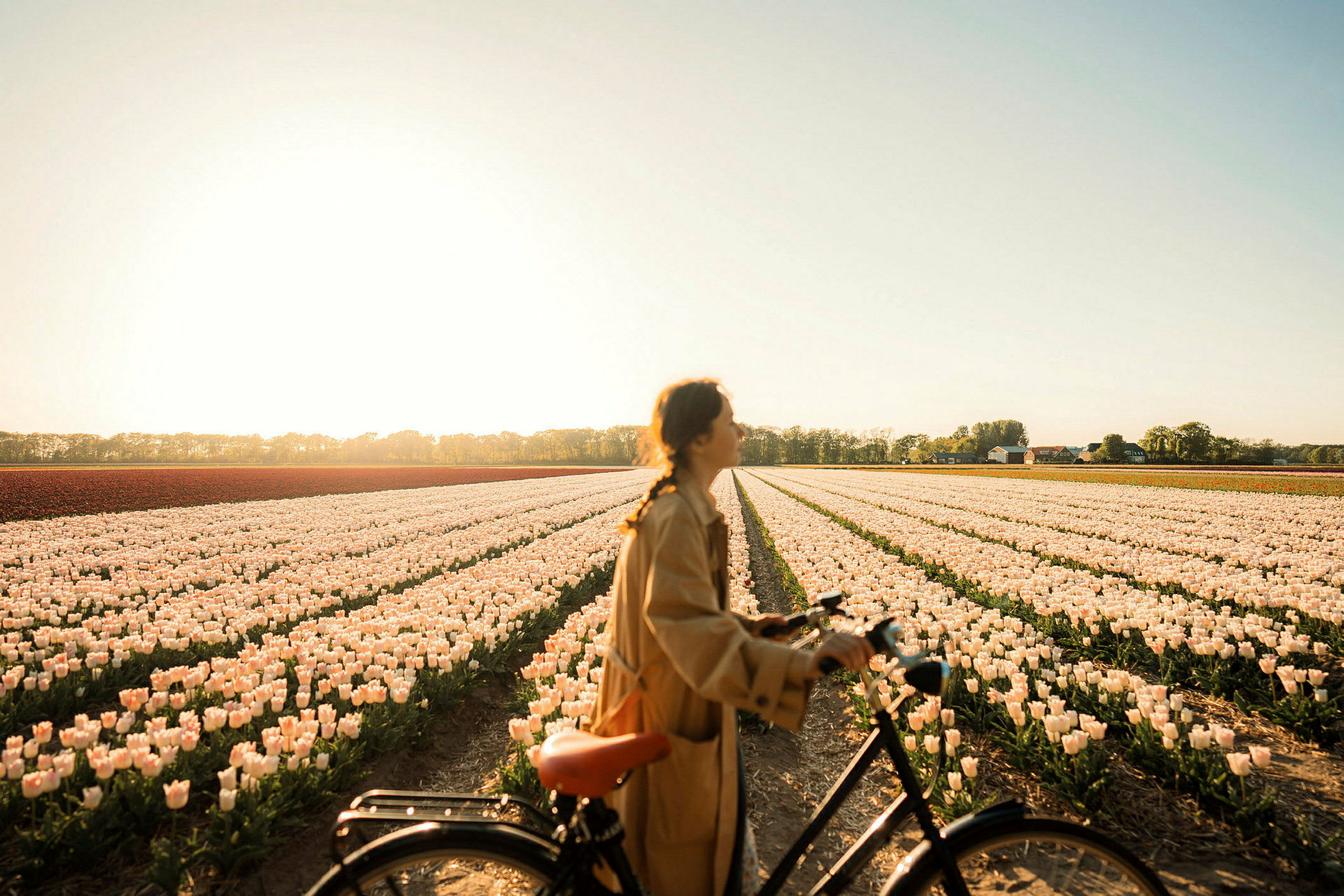 En person står med en cykel framför en blomsterodling med tulpaner i solnedgången. (AI-genererad text)
