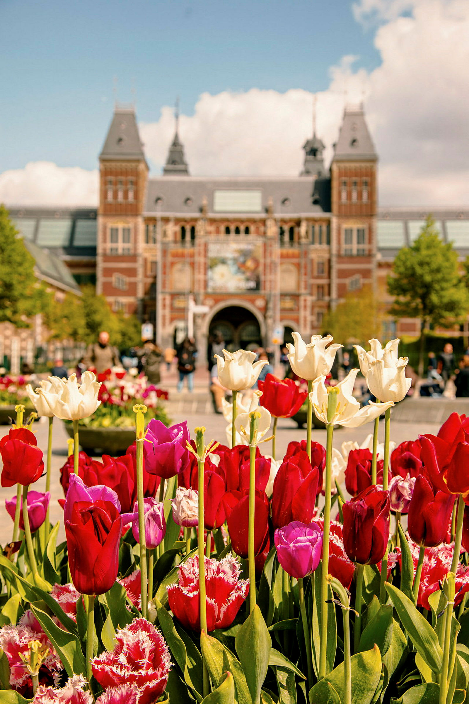 Bild av tulpaner framför Rijksmuseum i Amsterdam. (AI-genererad text)