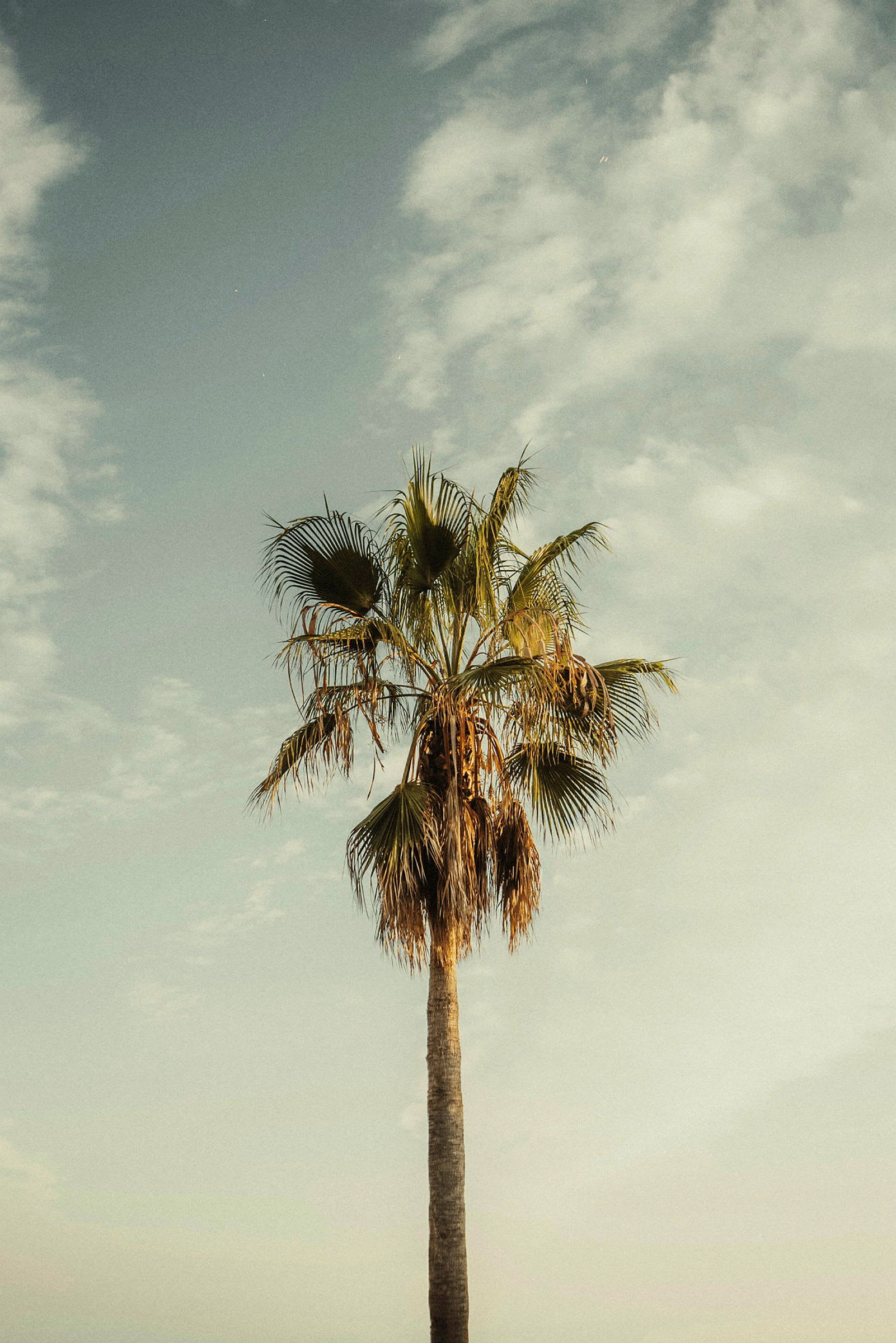 En ensam palm står mot en blå himmel. (AI-genererad text)
