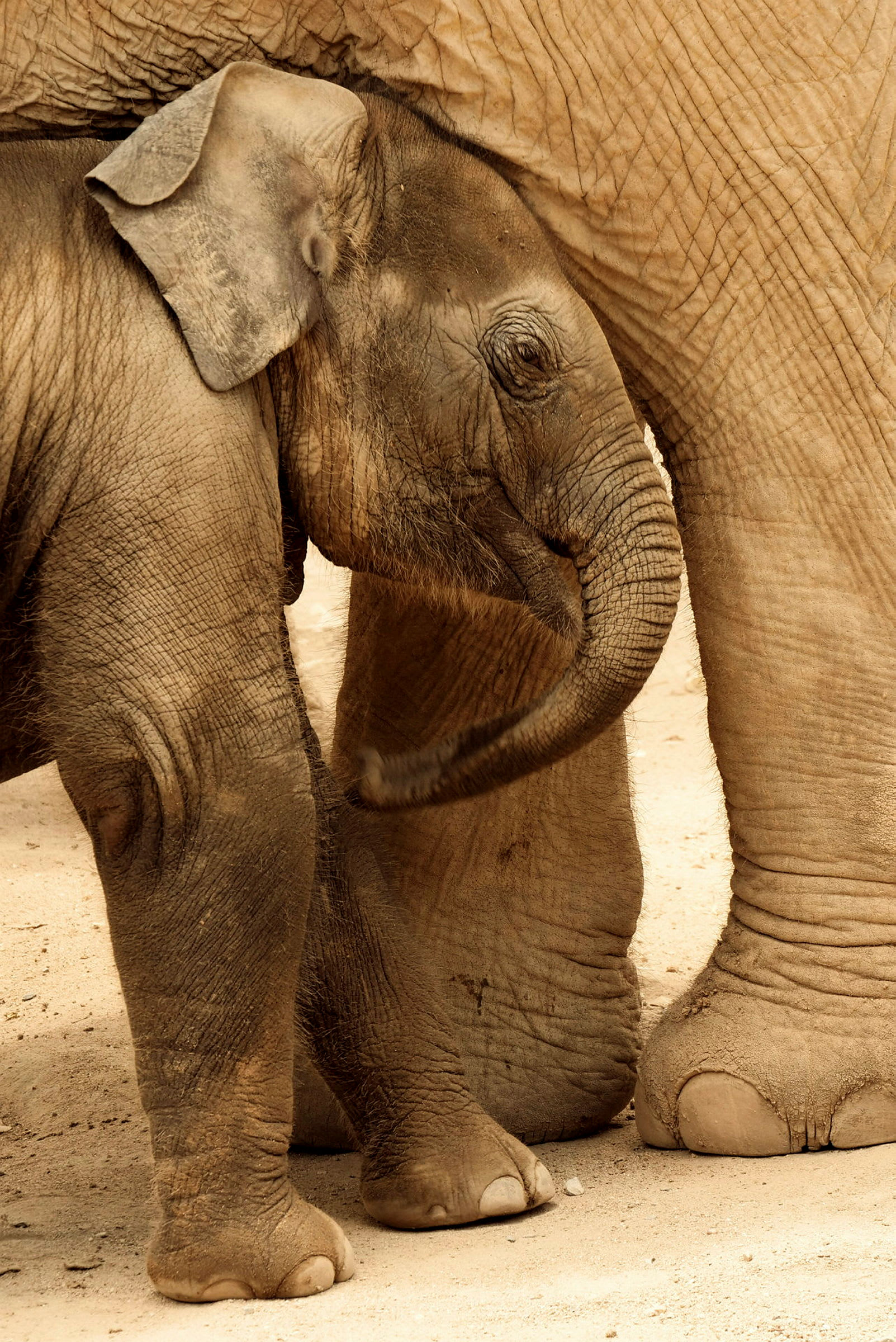 En ung elefant står bredvid en vuxen elefant på en sandig mark. (AI-genererad text)