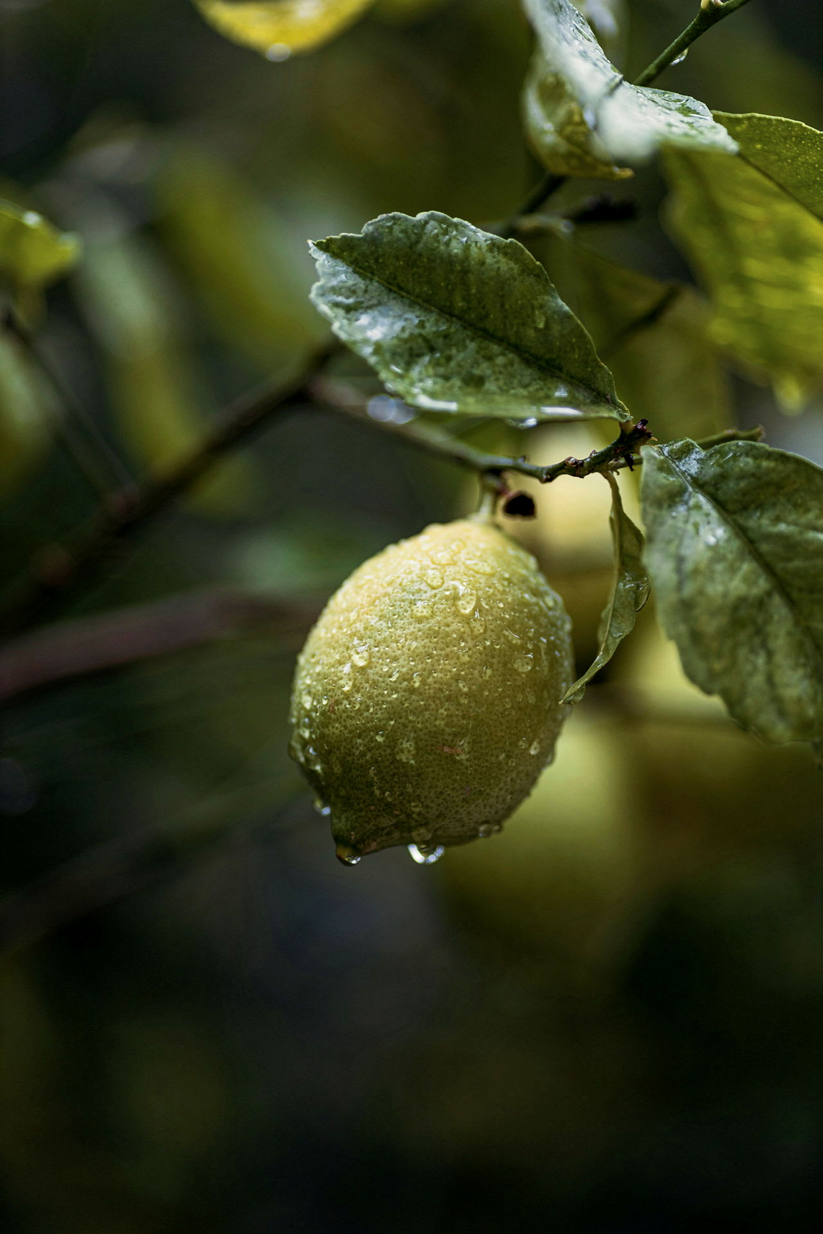 En gul citron med vattendroppar på en gren med gröna blad. (AI-genererad text)
