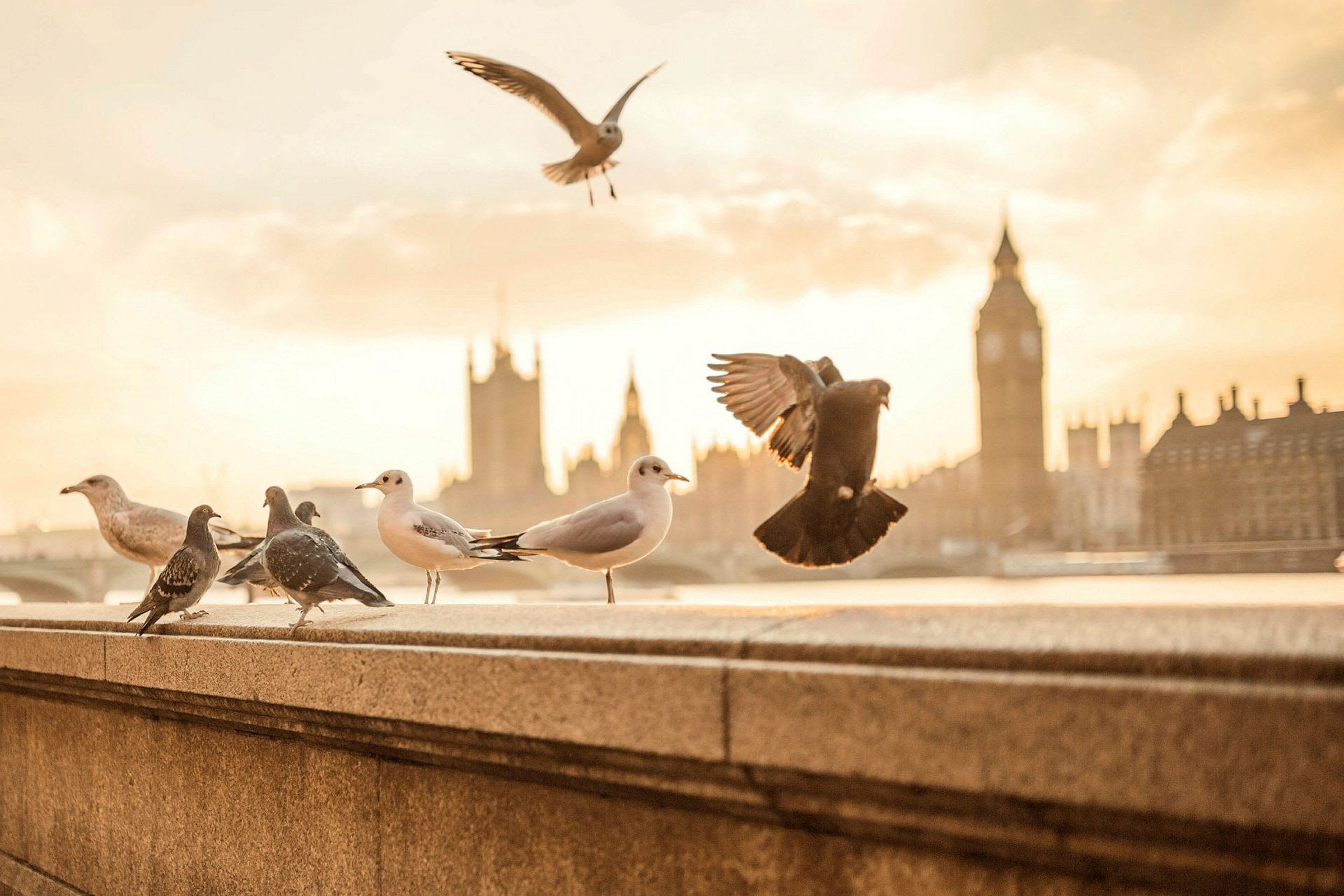 Fåglar sitter och flyger vid en stenmur med Big Ben i bakgrunden. (AI-genererad text)