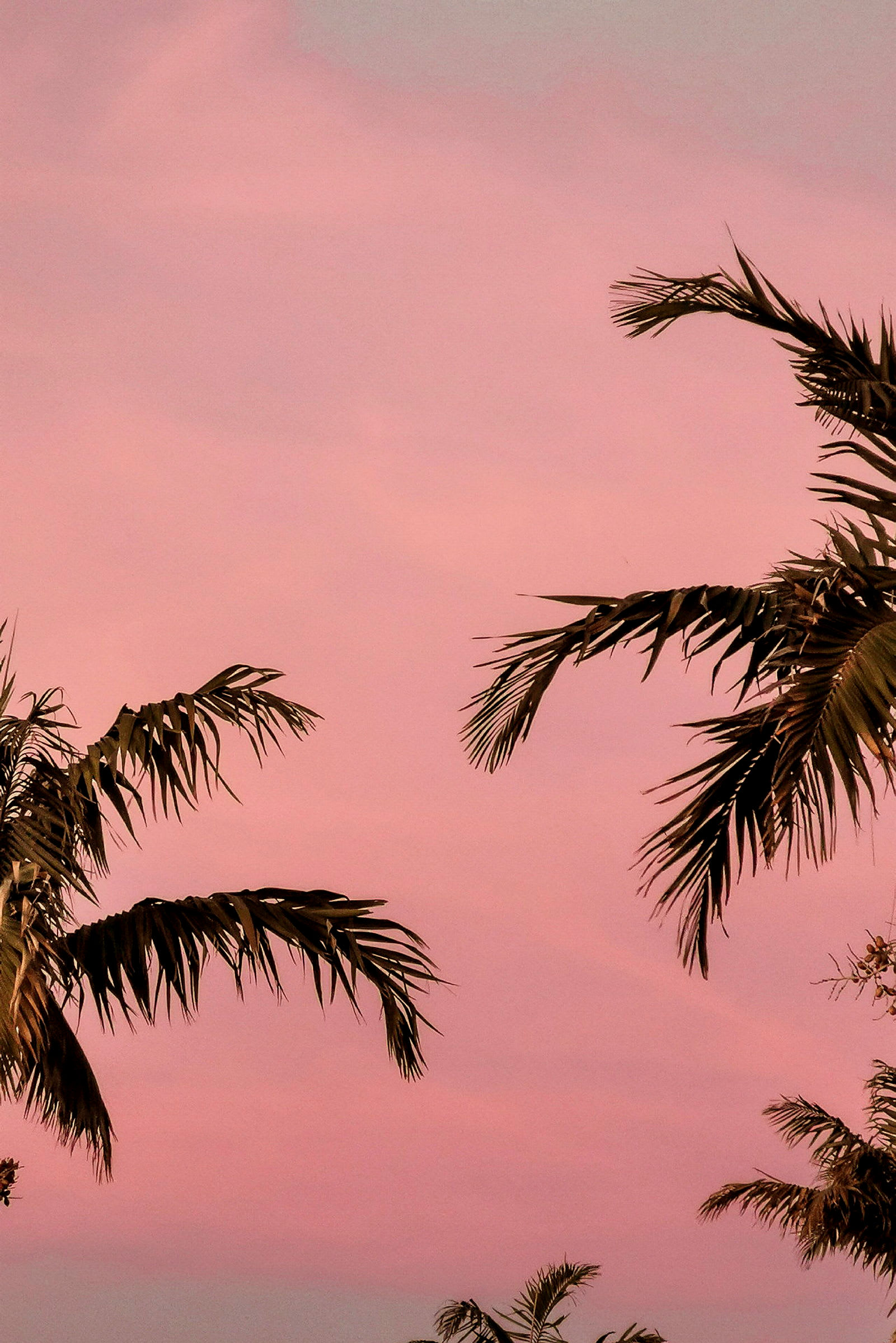 Palmer mot en rosa himmel. (AI-genererad text)