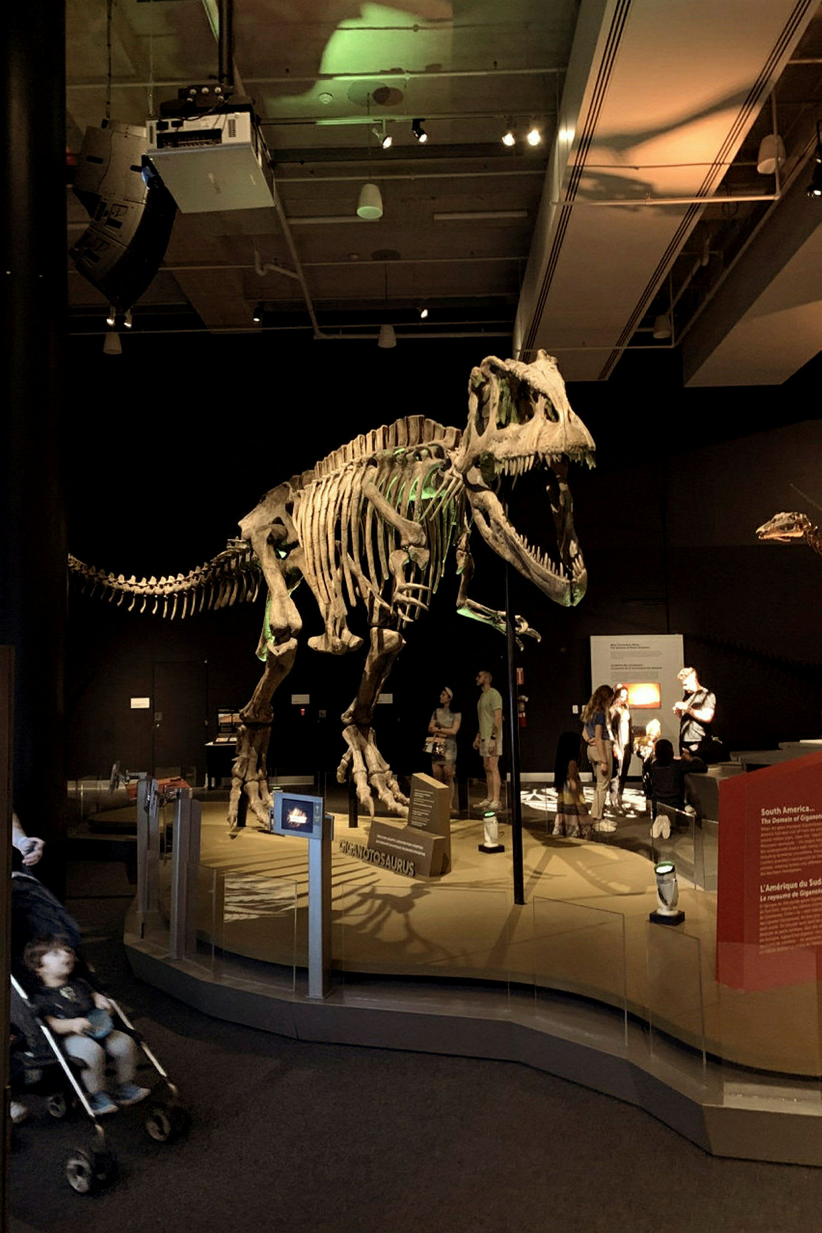 Ett dinosaurieskelett i en museiutställning. (AI-genererad text)