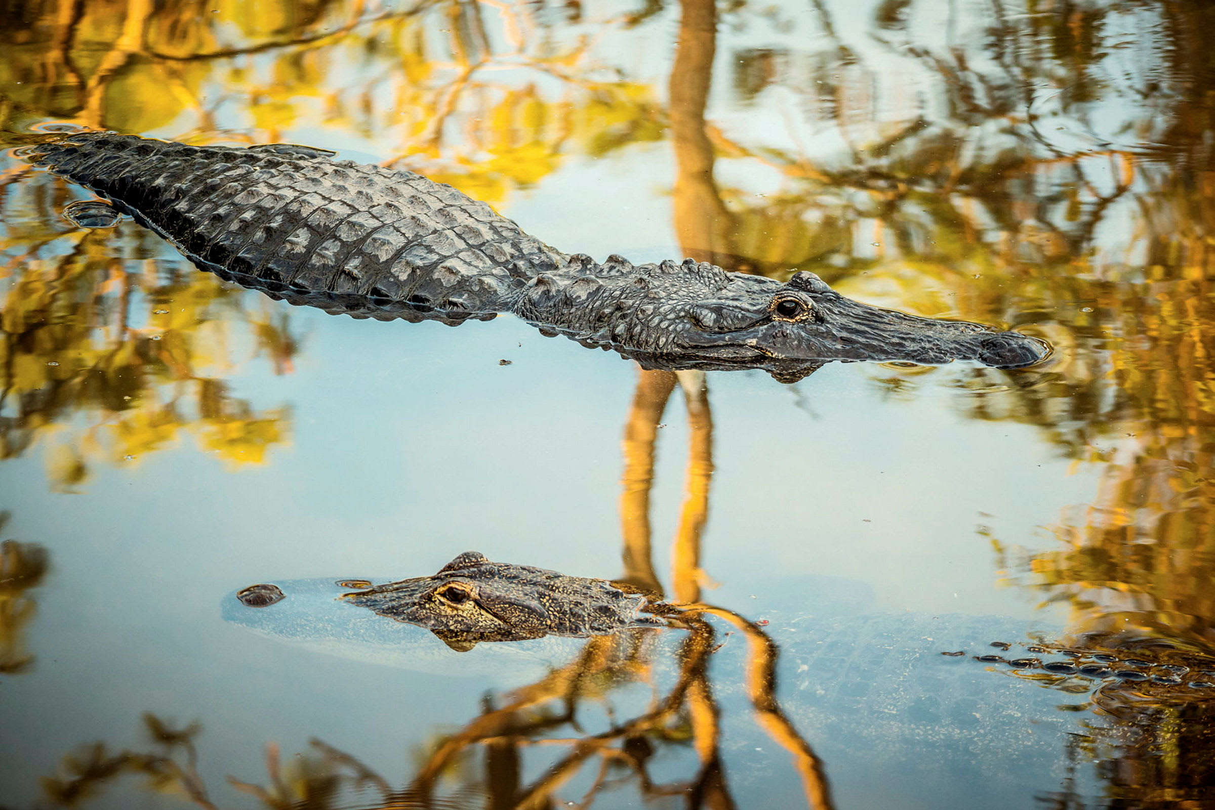 En krokodil flyter i vattnet, omgiven av reflektioner av träd. (AI-genererad text)