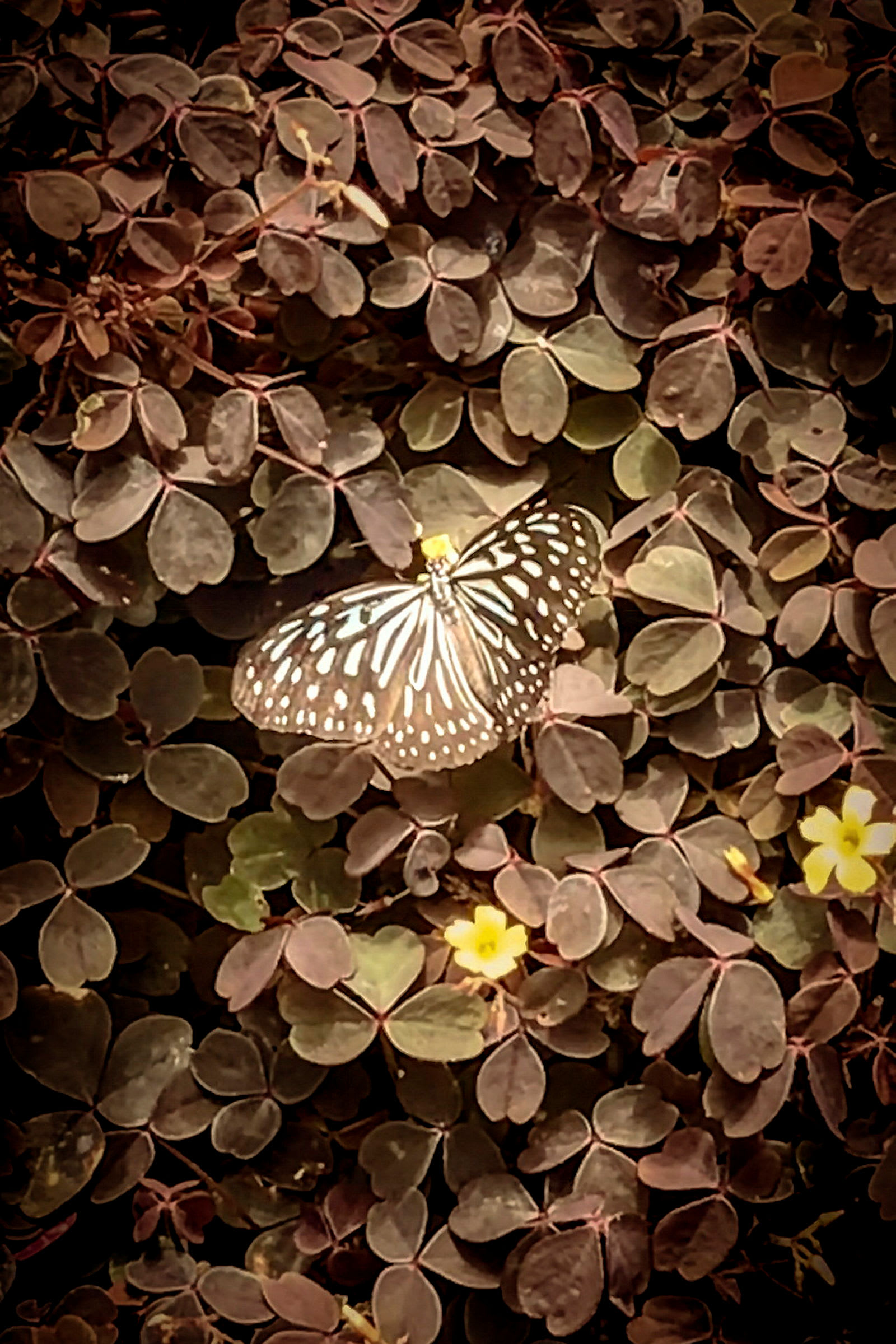 En fjäril med svart- och vitmönstrade vingar sitter på växter med gröna och lila blad samt små gula blommor. (AI-genererad text)