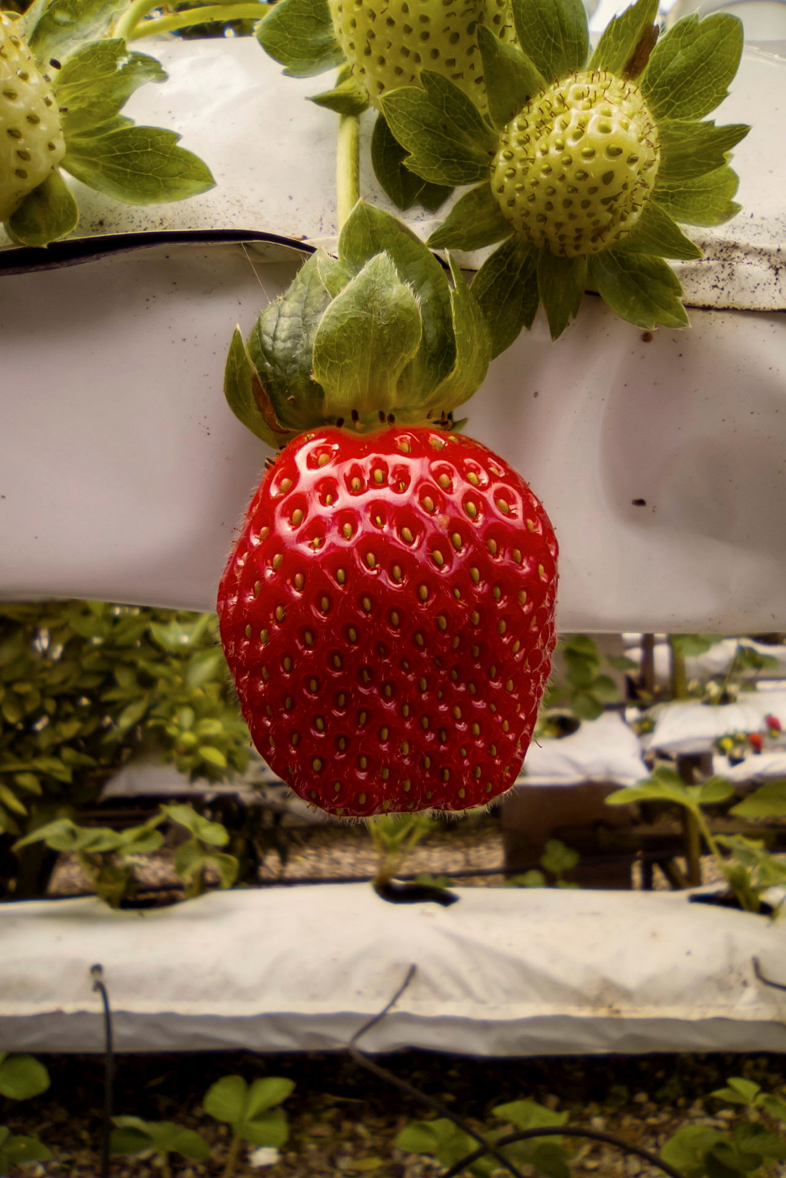 Närbild på en röd jordgubbe hängandes från en planta. (AI-genererad text)