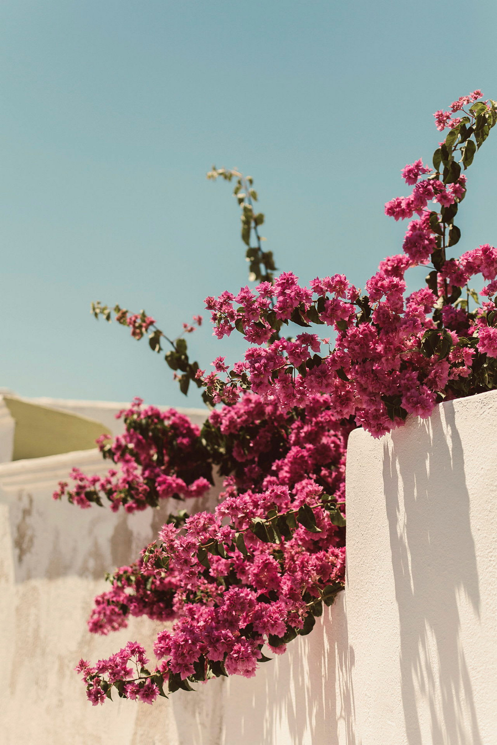 En vitmurad byggnad med rosa blommor över kanten och blå himmel som bakgrund. (AI-genererad text)