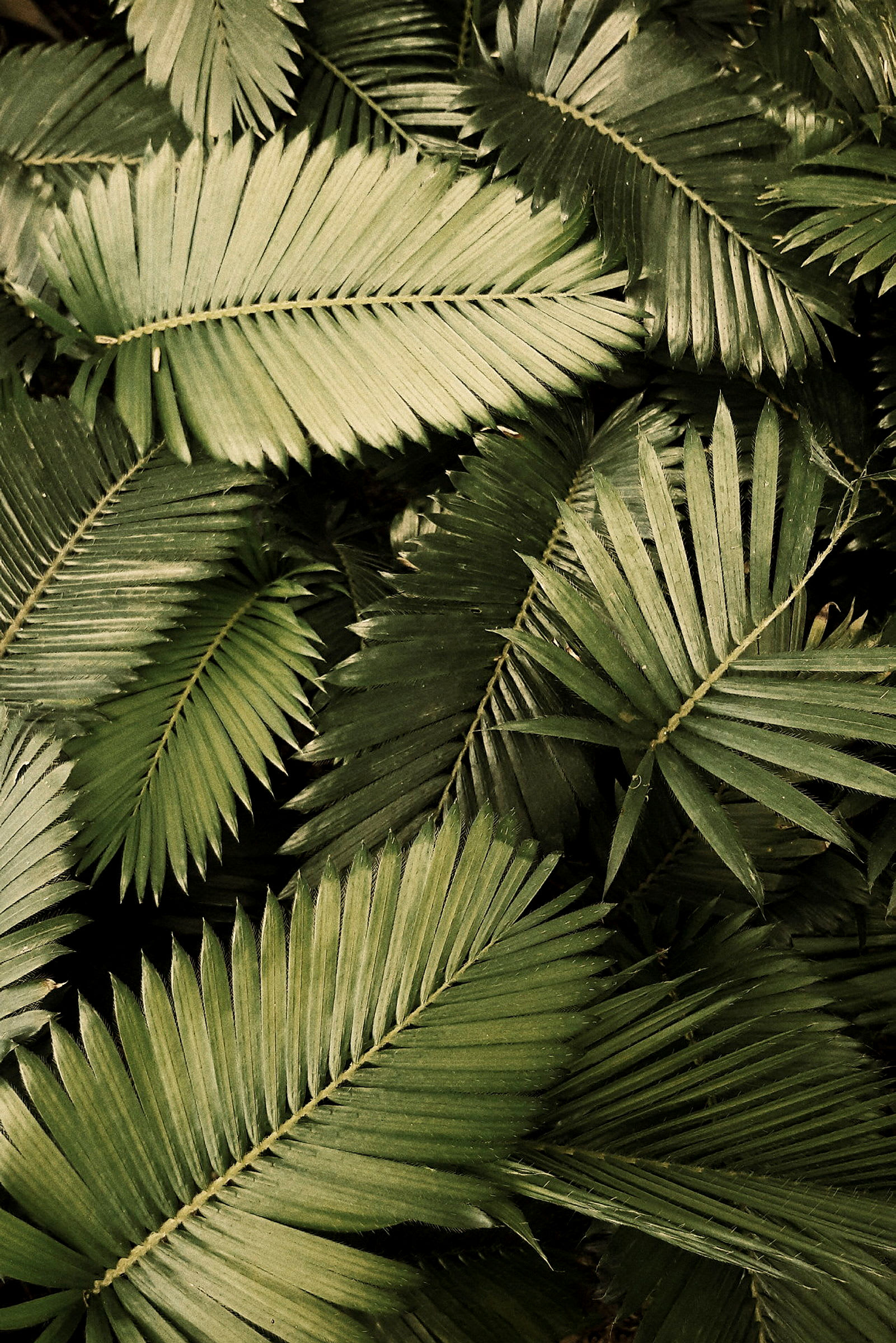 Närbild på flera gröna palmblad. (AI-genererad text)