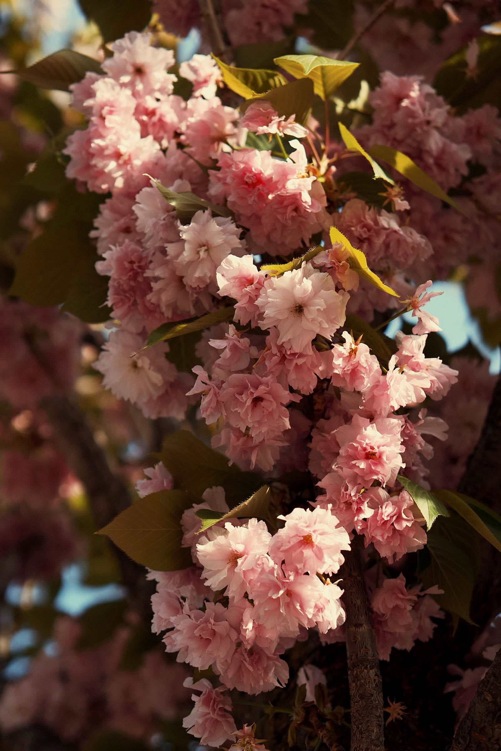 Blommande gren fylld med rosa blommor. (AI-genererad text)