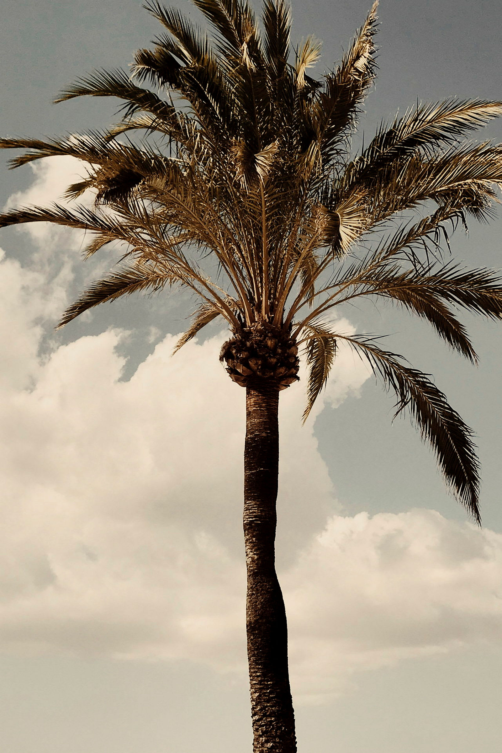En palm mot en himmel med moln. (AI-genererad text)