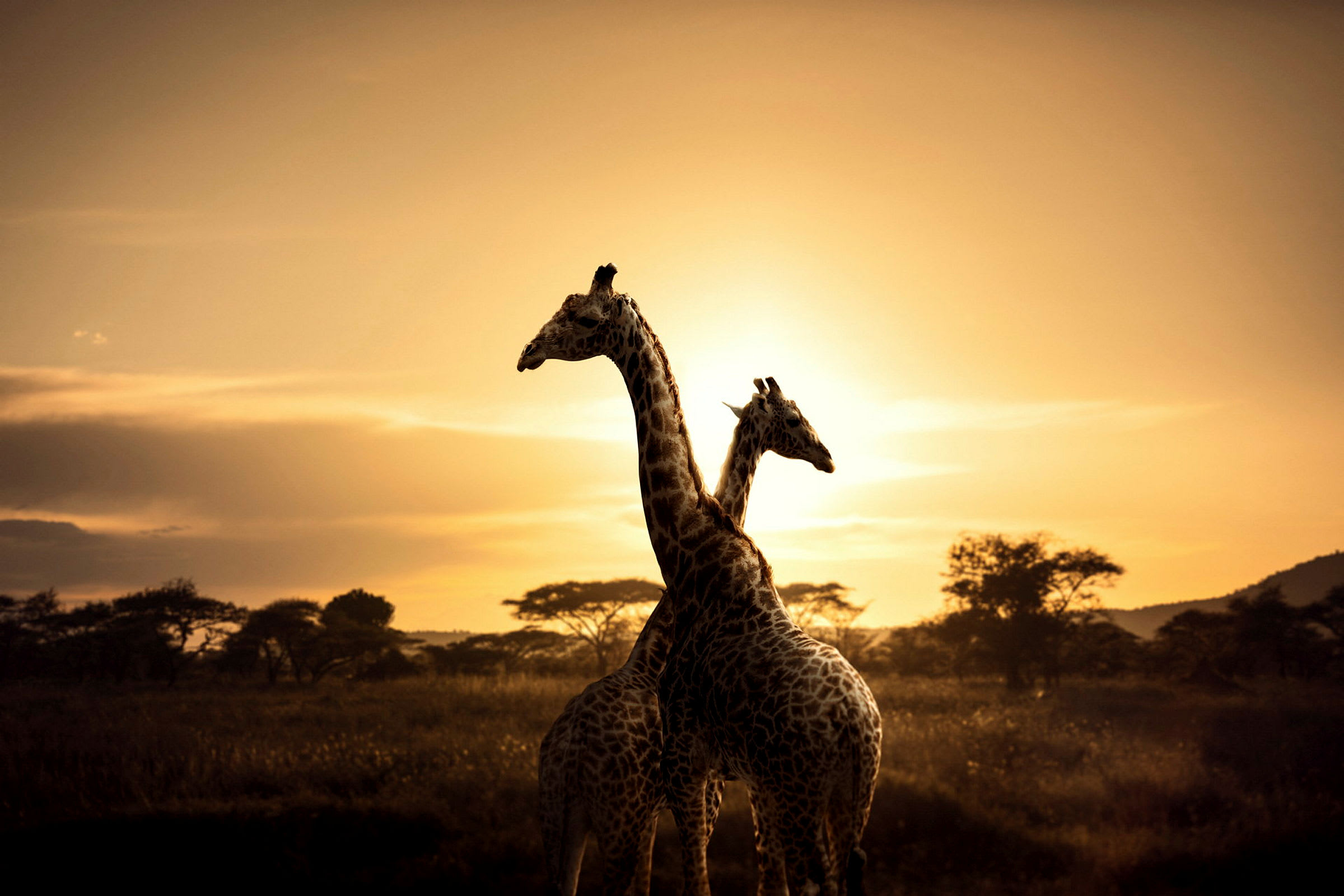 Två giraffer står i en savannlandskap vid solnedgång. (AI-genererad text)