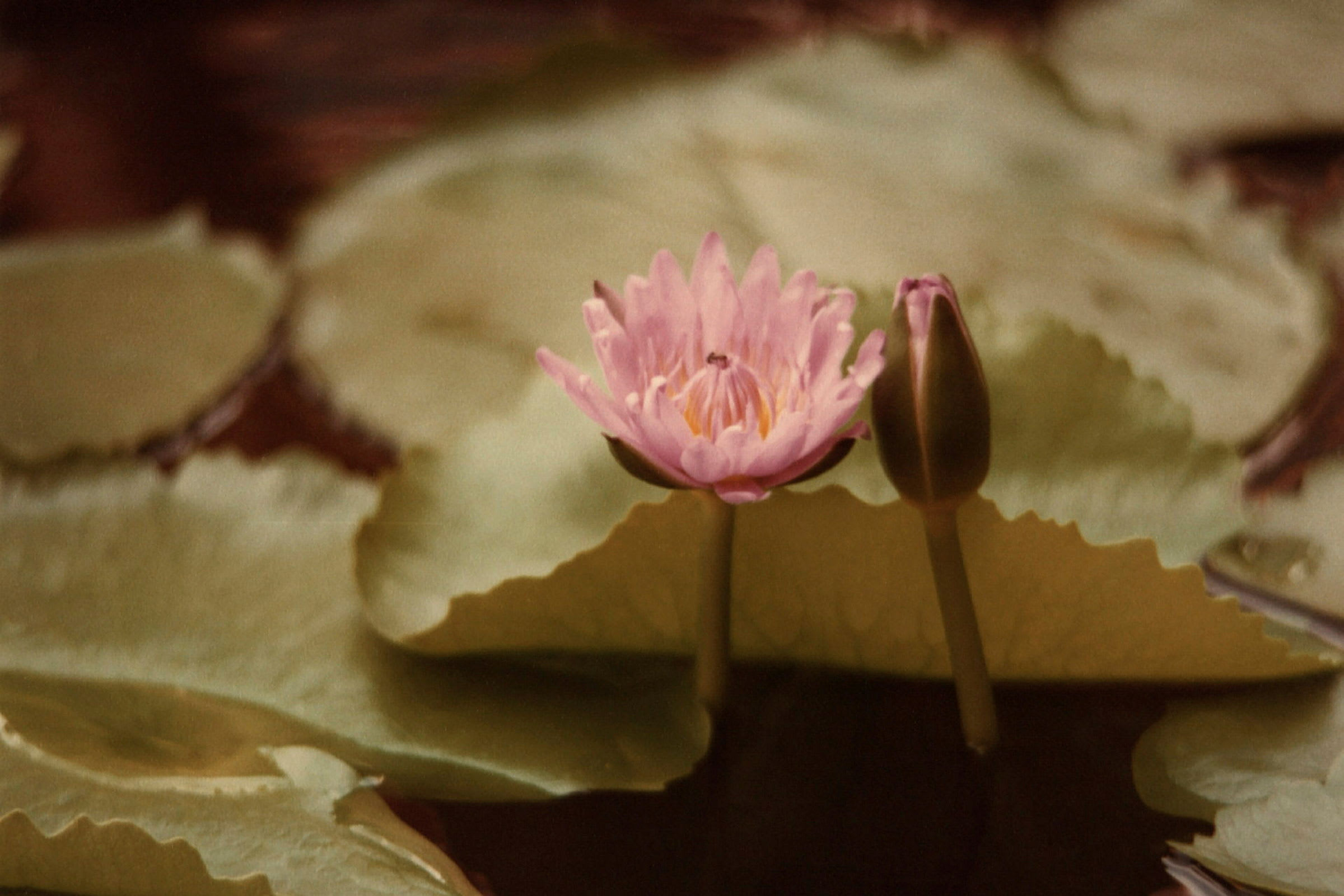 En rosa näckrosblomma och en knopp på vatten. (AI-genererad text)