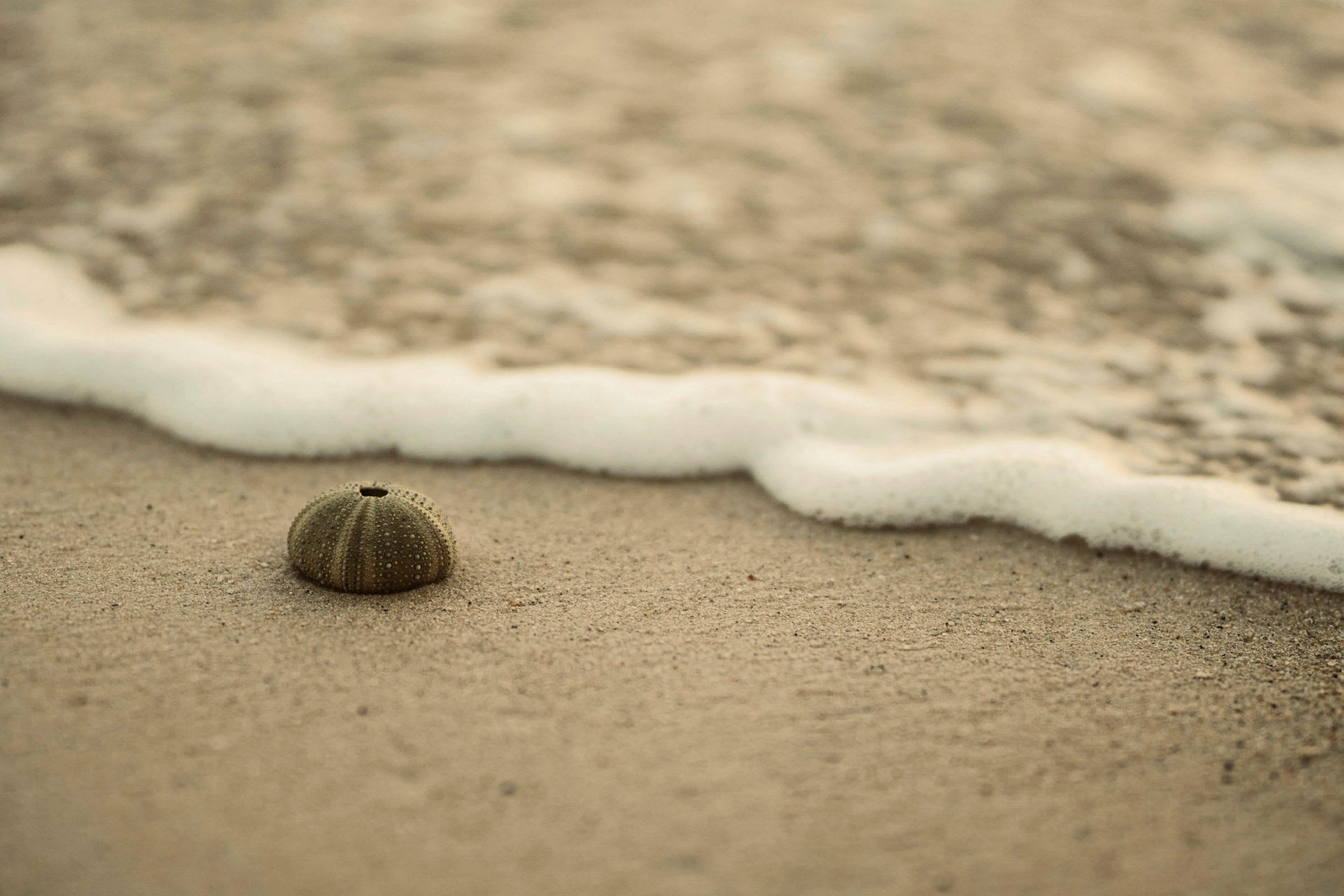 En sjöborre ligger på stranden nära vattenkanten. (AI-genererad text)