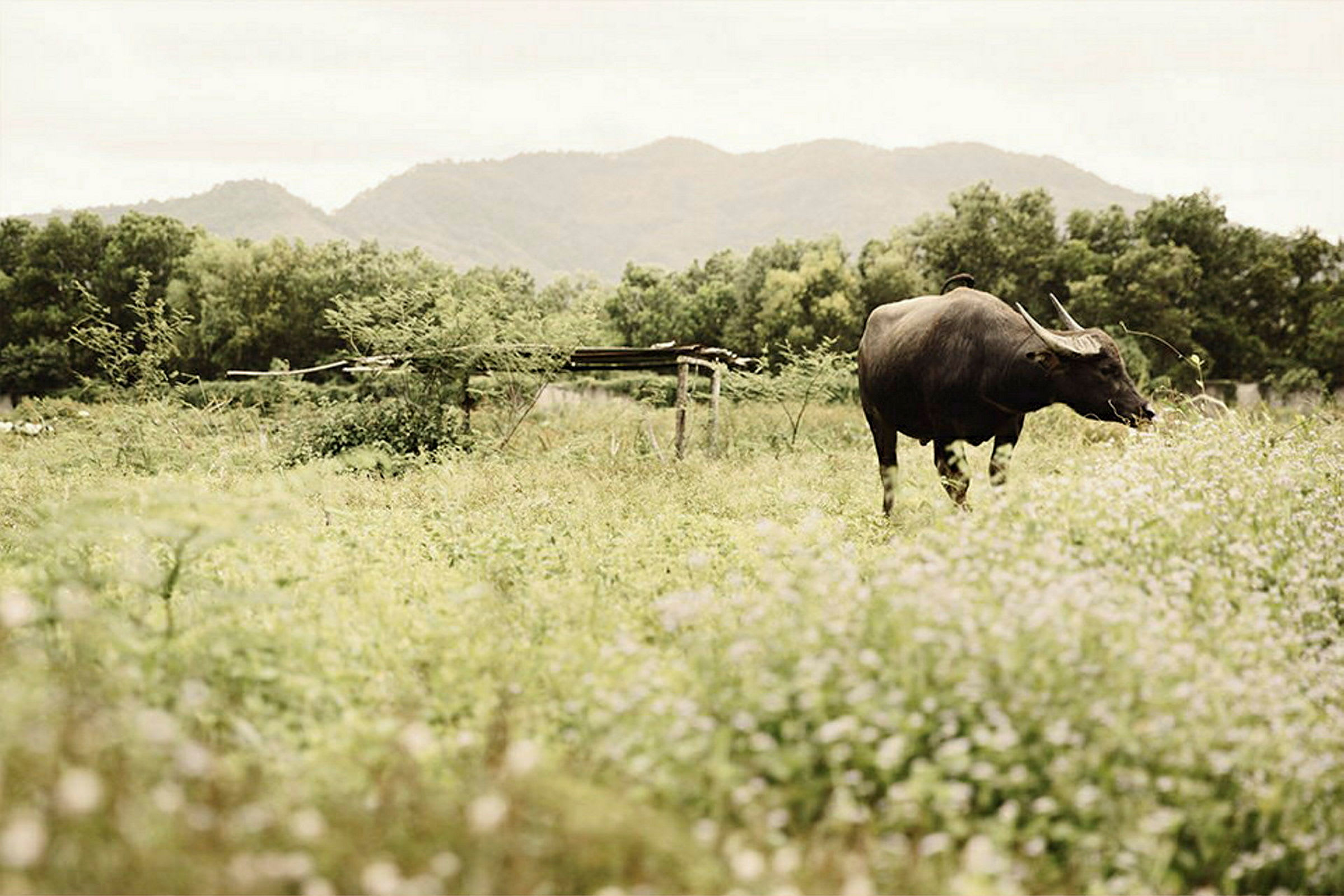 En buffel betar på ett fält framför skog och berg. (AI-genererad text)